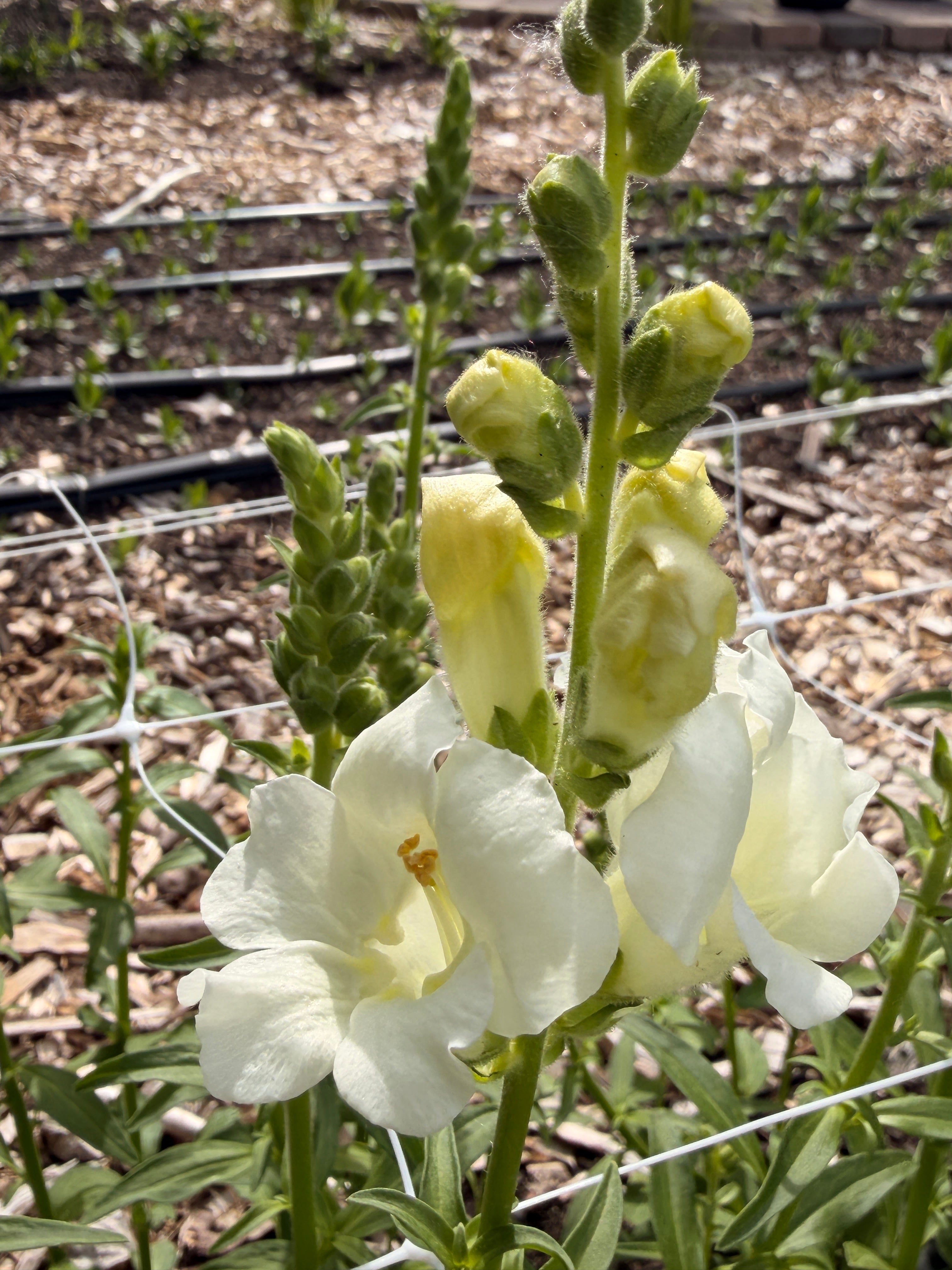 Snapdragon - Chantily White