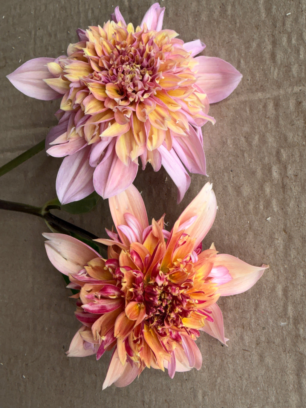 Dahlia - Anemone or Collarette (Mix)