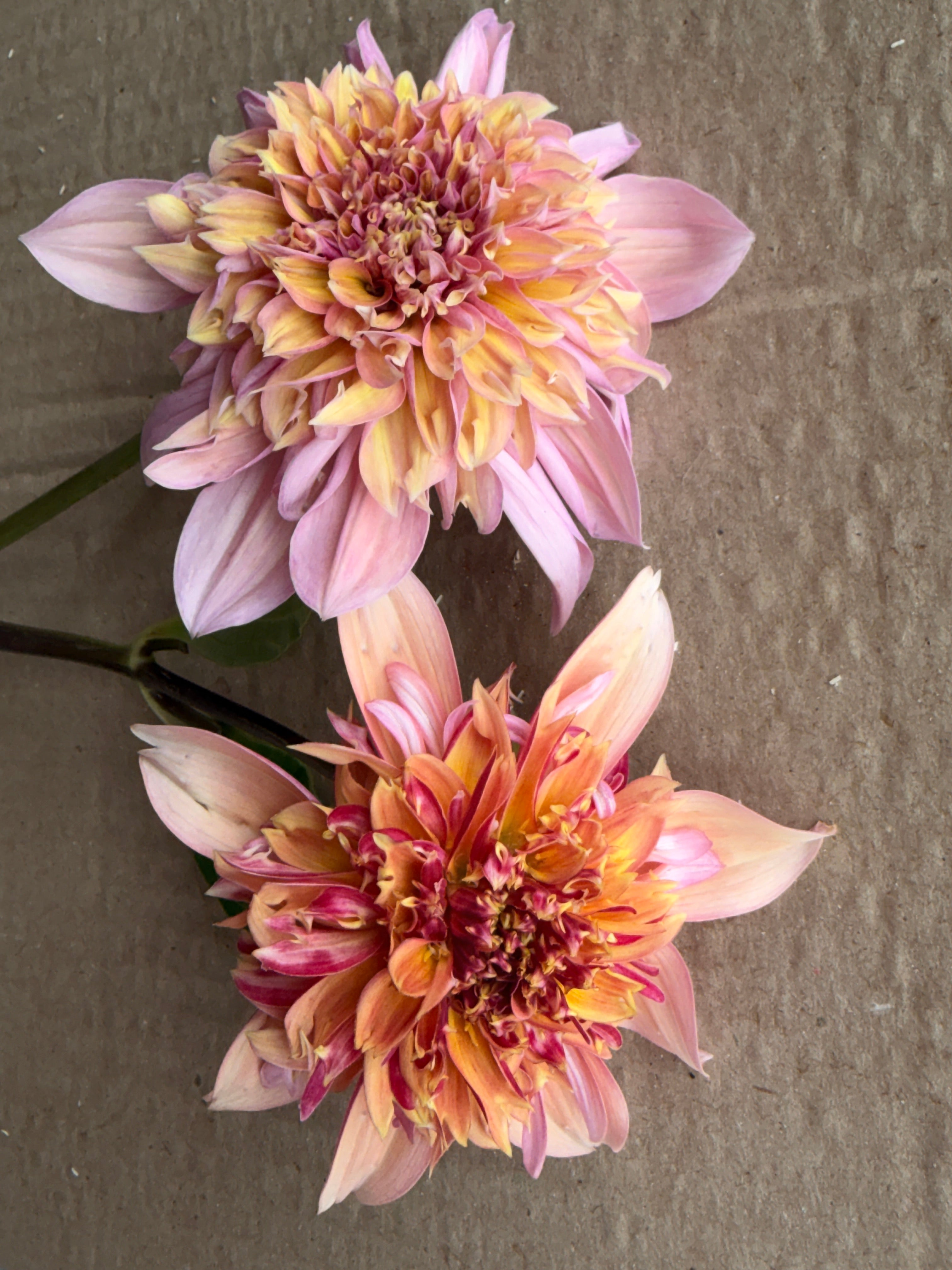 Dahlia - Anemone or Collarette (Mix)