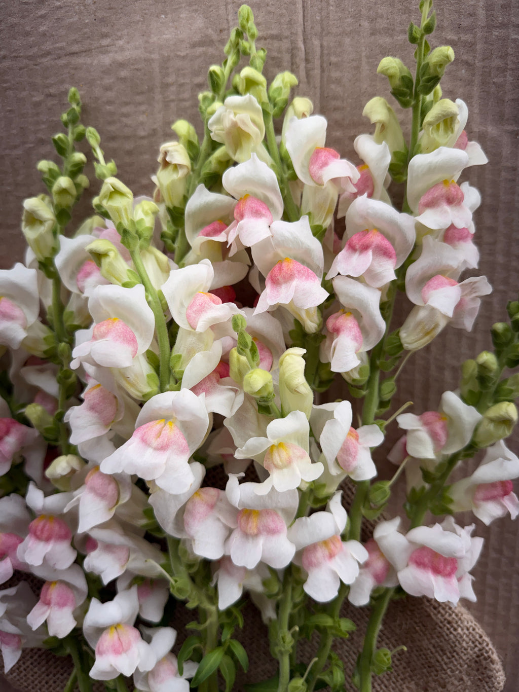 Snapdragon - Potomac Appleblossom