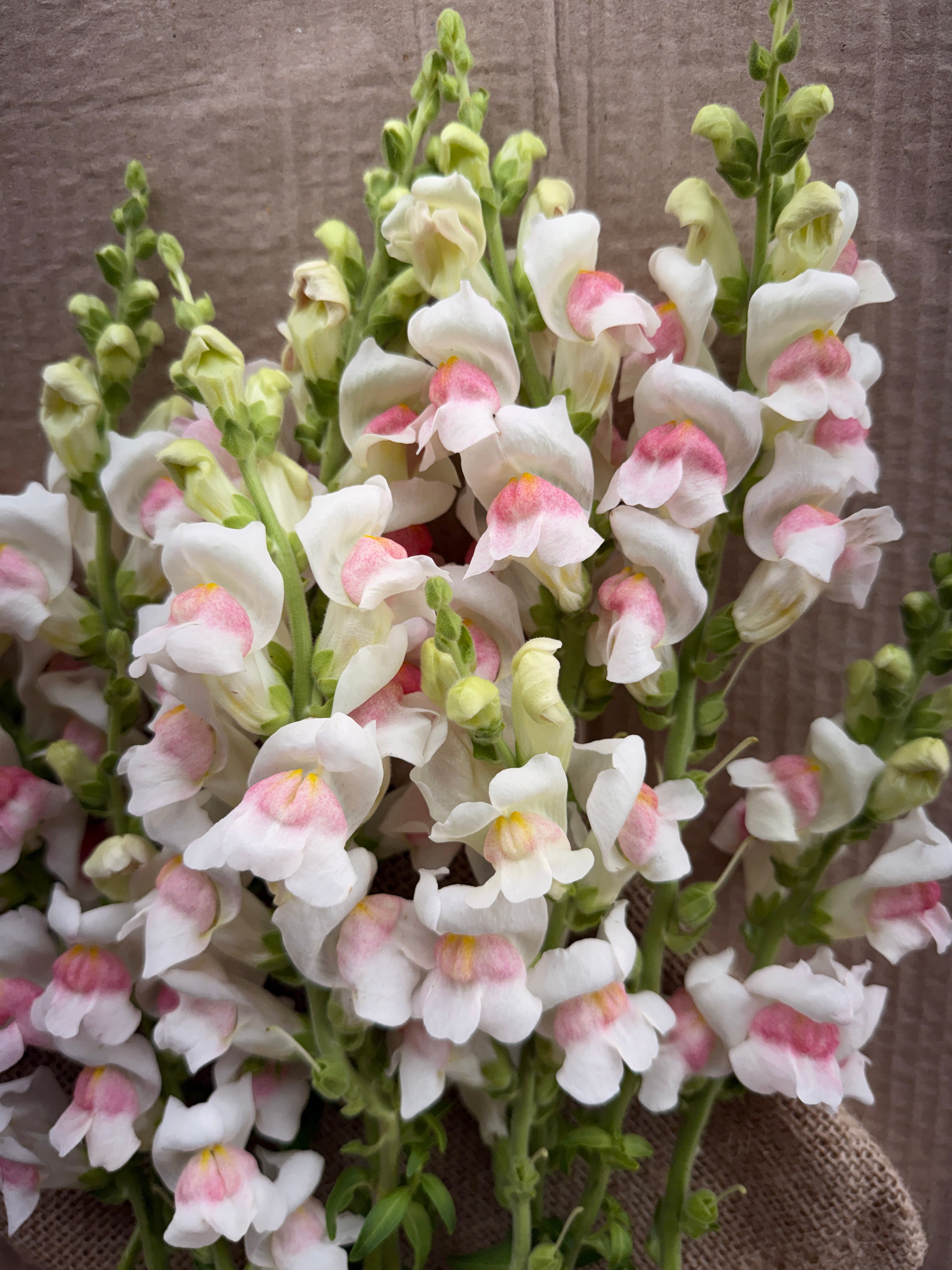 Snapdragon - Potomac Appleblossom