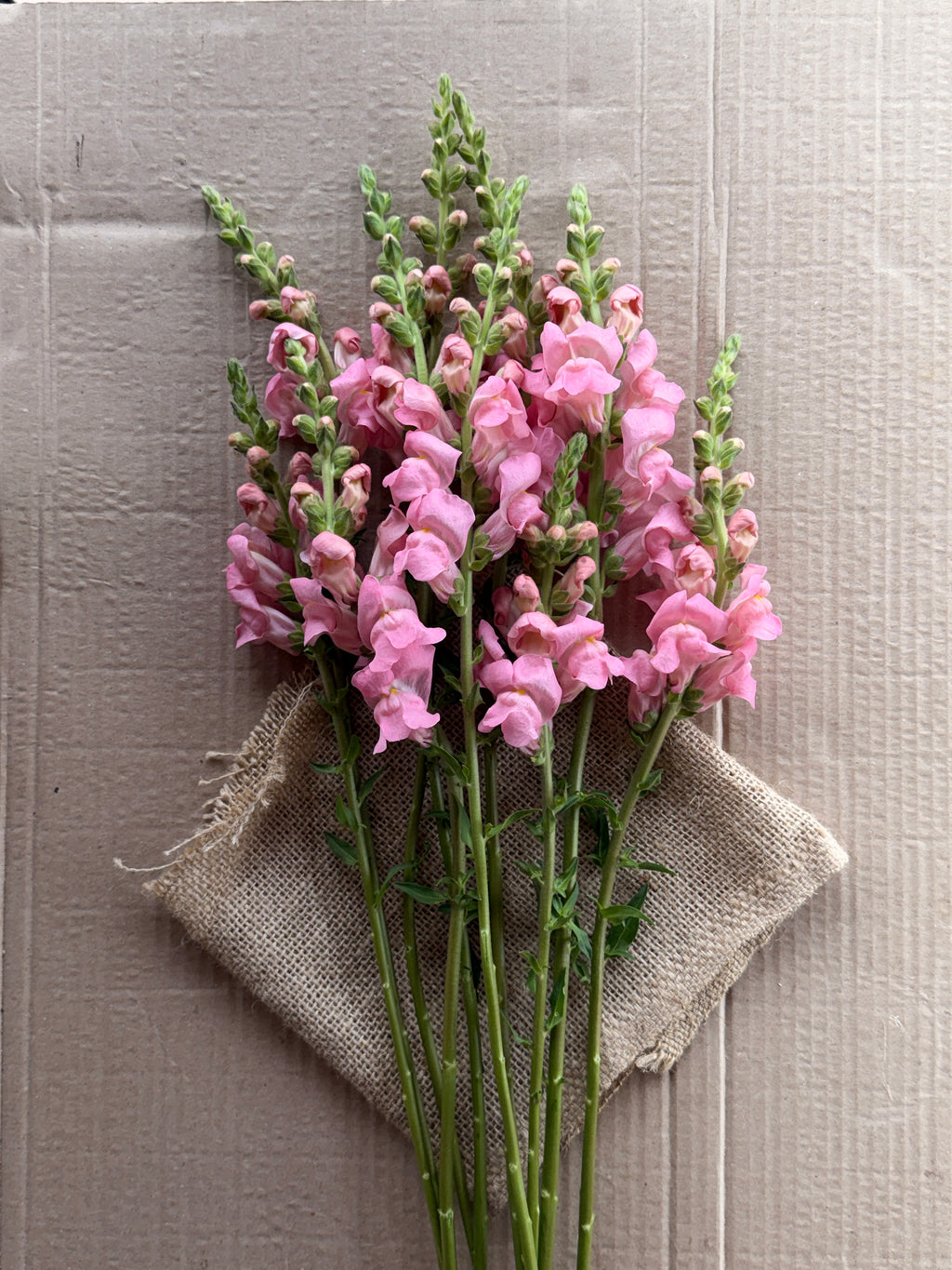 Snapdragon - Potomac Light Pink
