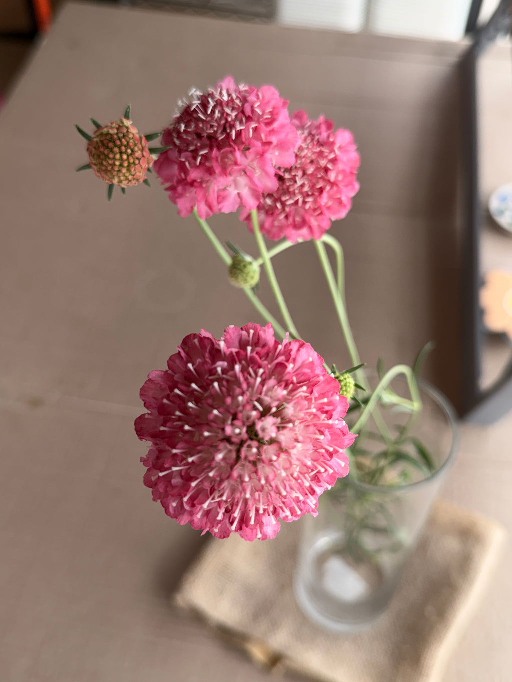 Scabiosa - Salmon Rose