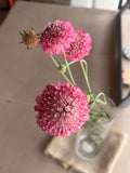 Scabiosa - Salmon Rose