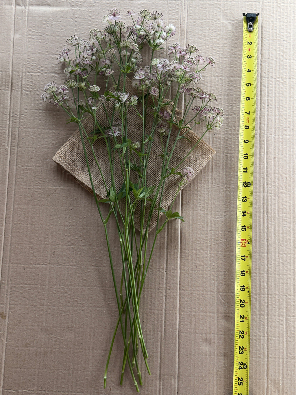 Astrantia - Pink