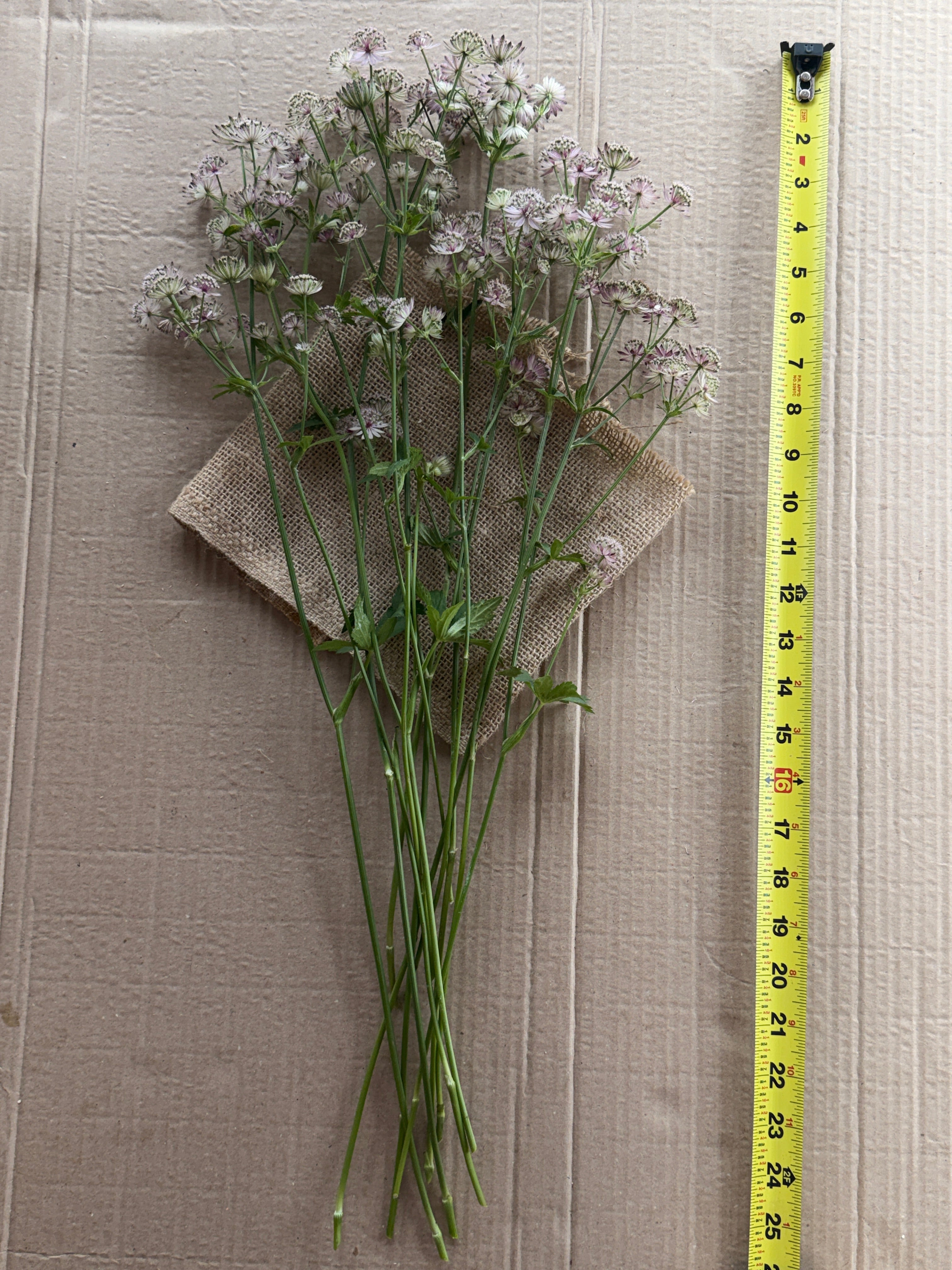 Astrantia - Pink