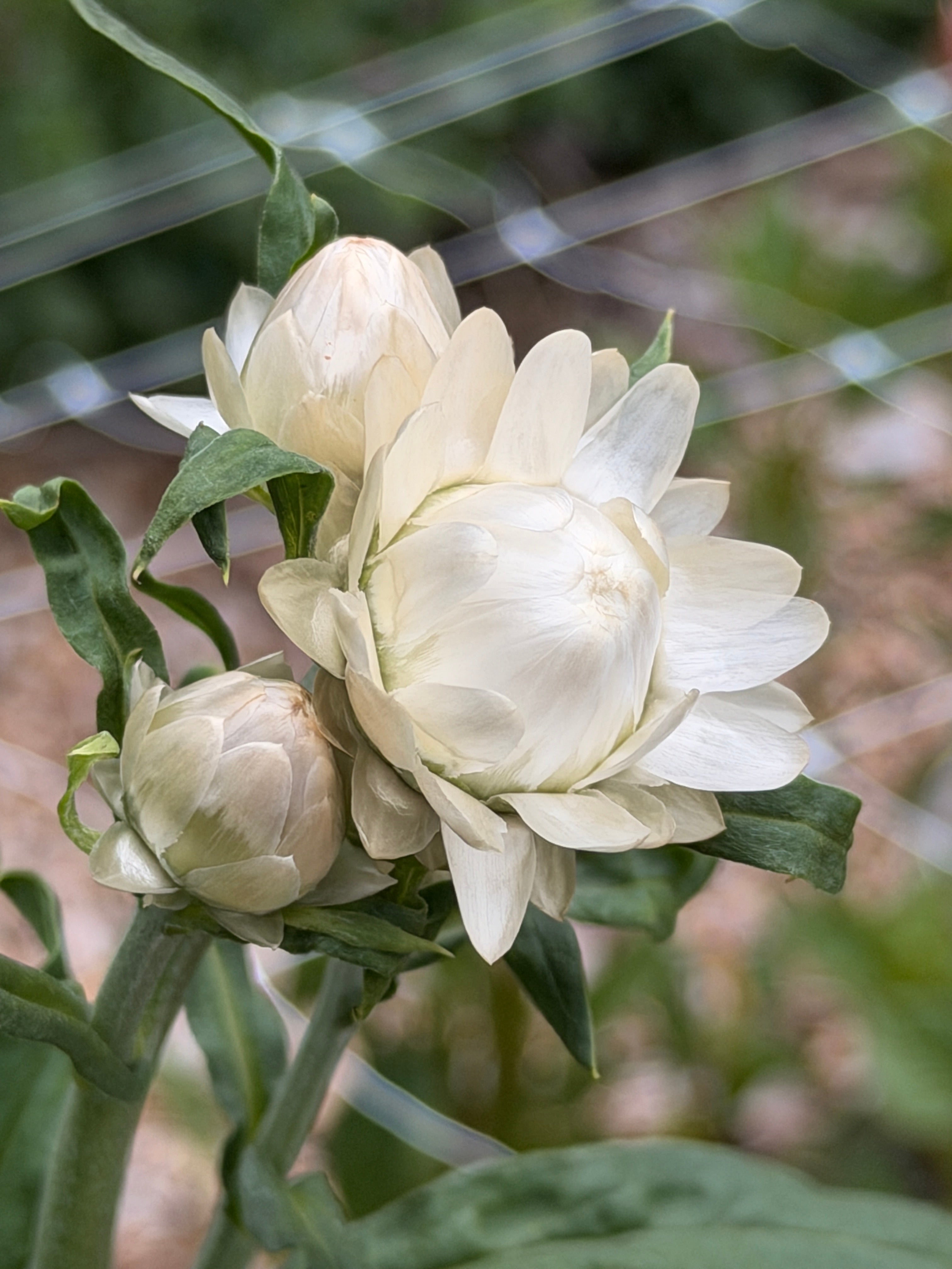 Strawflower - Vintage White