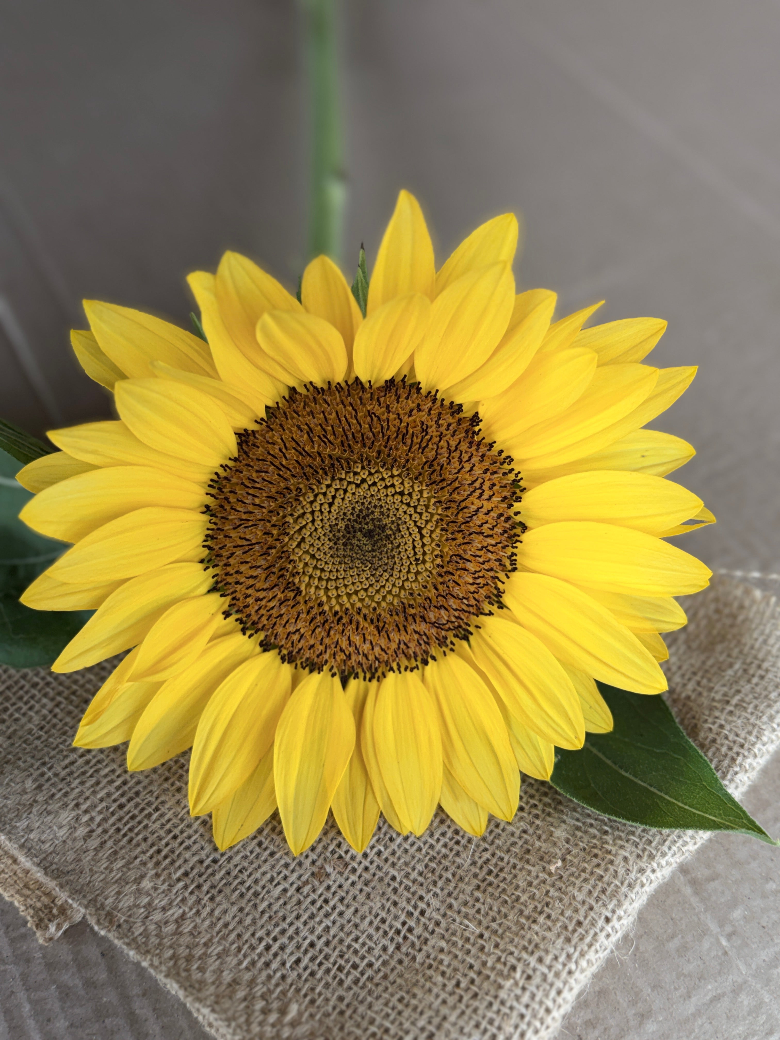 Sunflower - Procut Peach