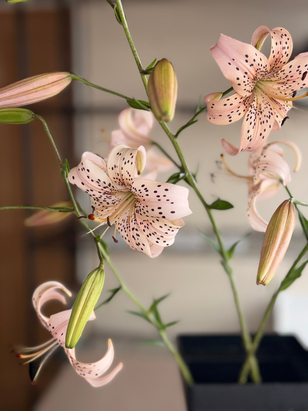 Lily - Pink Tiger