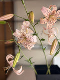 Lily - Pink Tiger