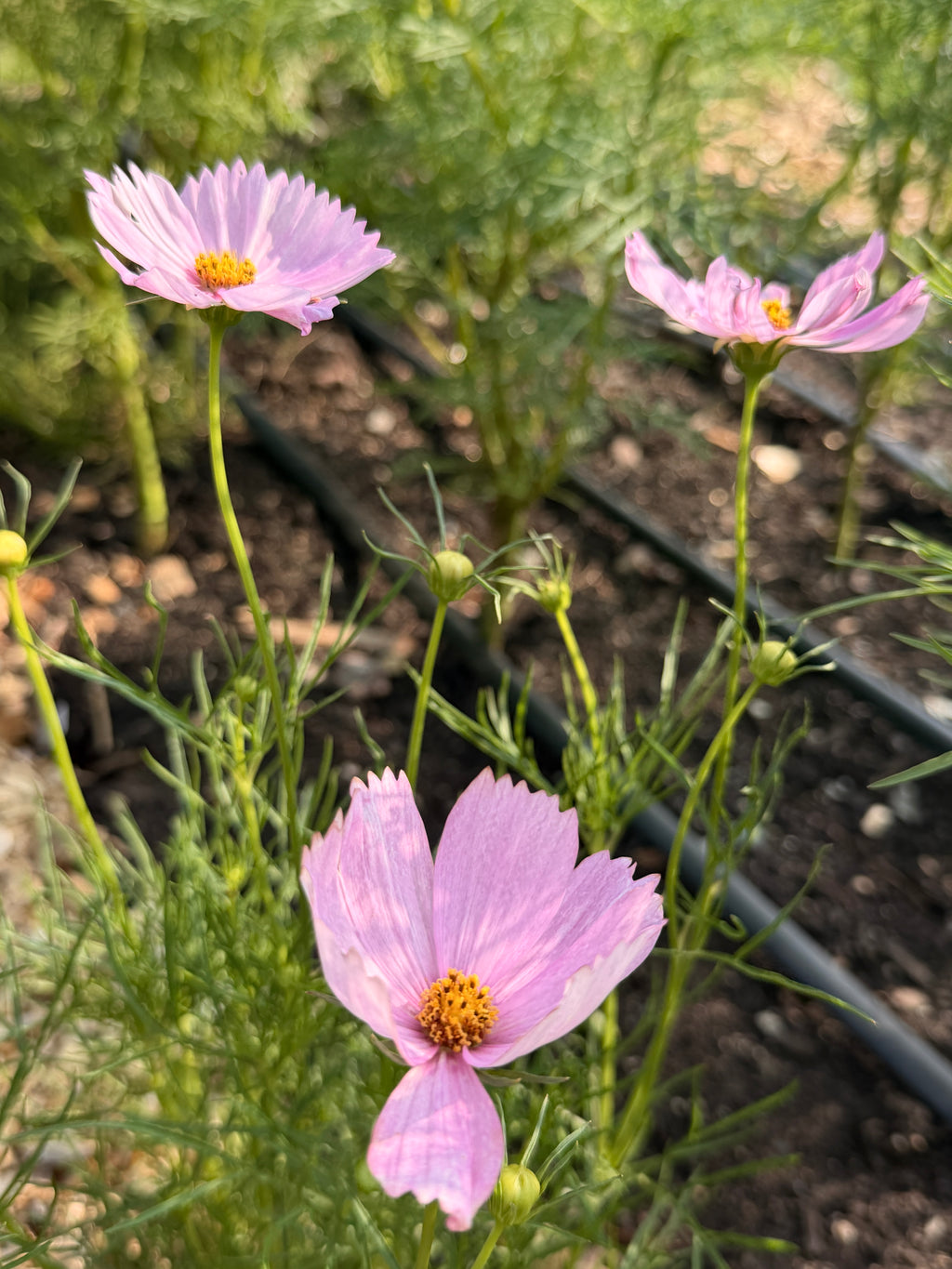 Cosmos - Cupcakes Blush