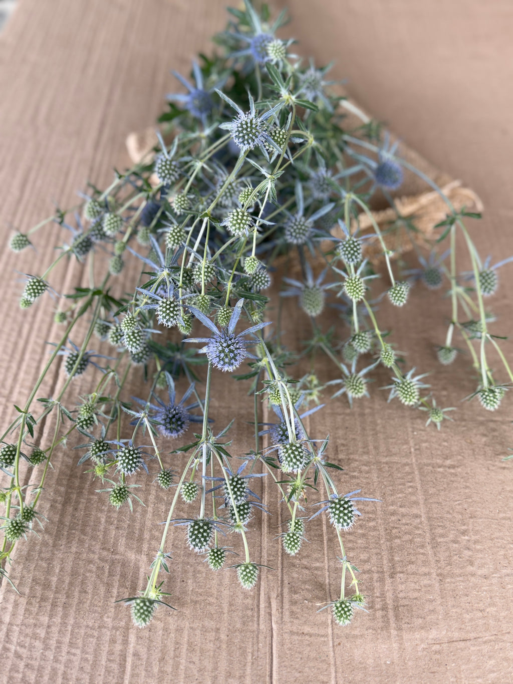 Eryngium - Blue