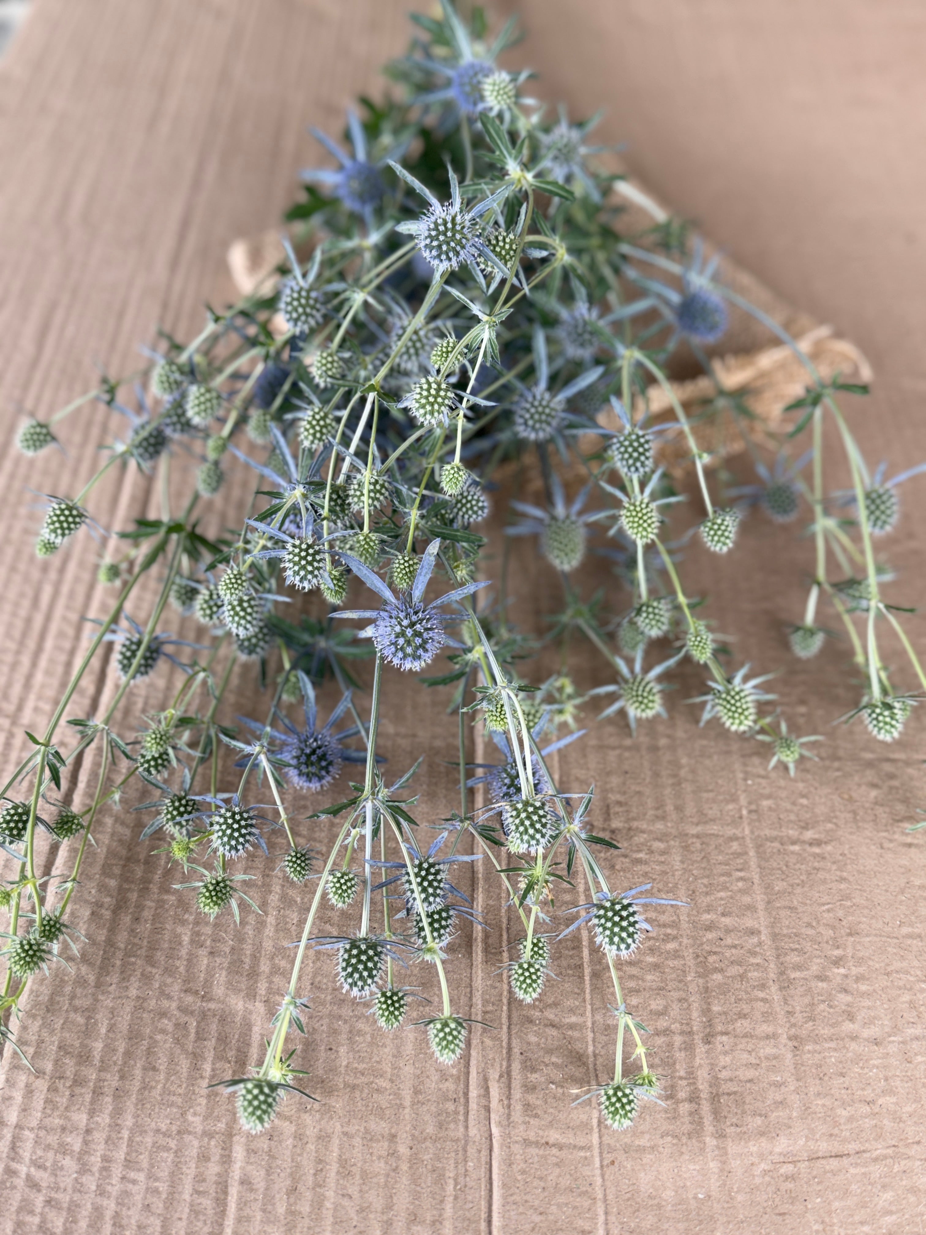Eryngium - Blue