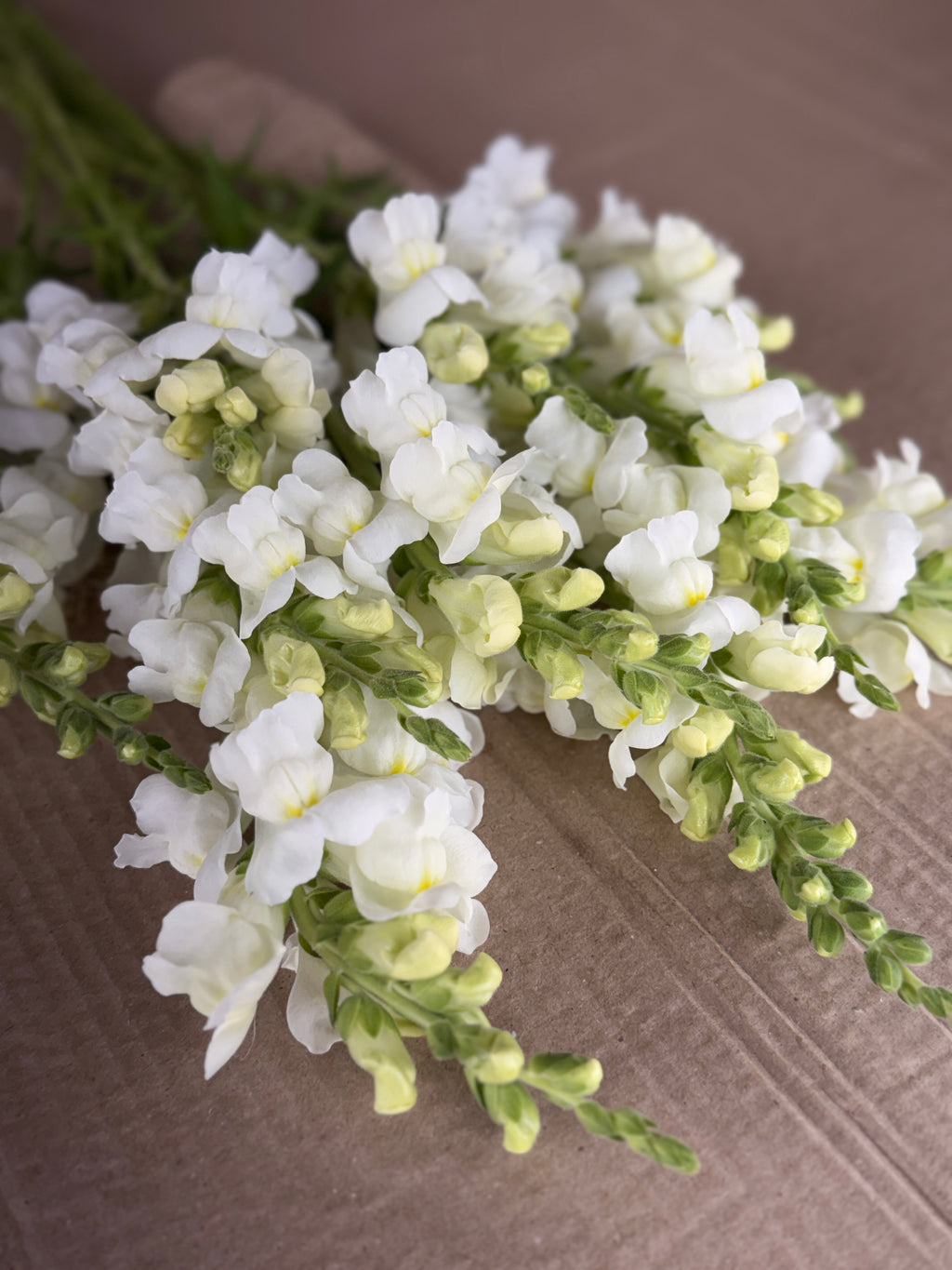 Snapdragon - Avignon White