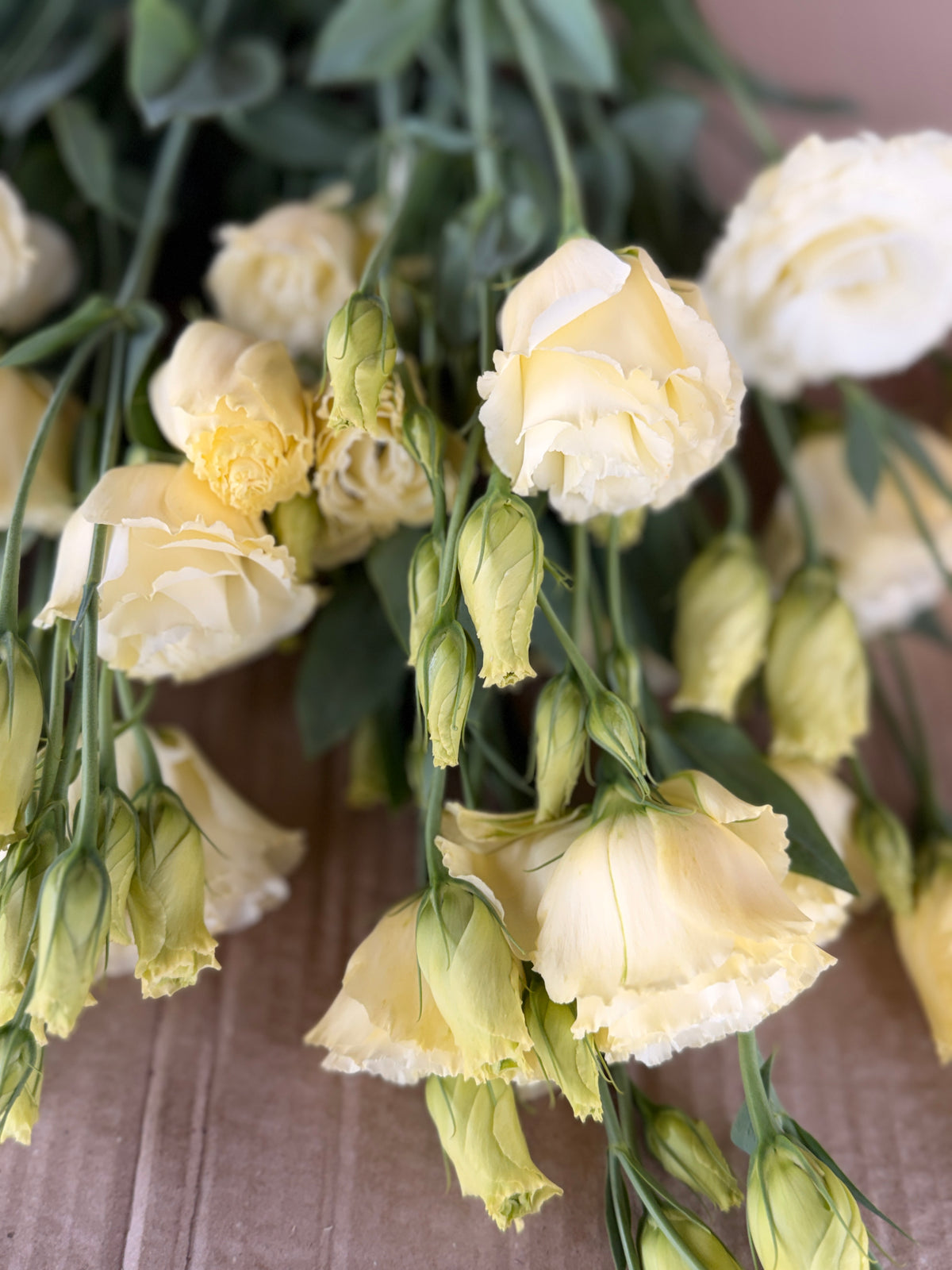 Lisianthus - Primrose