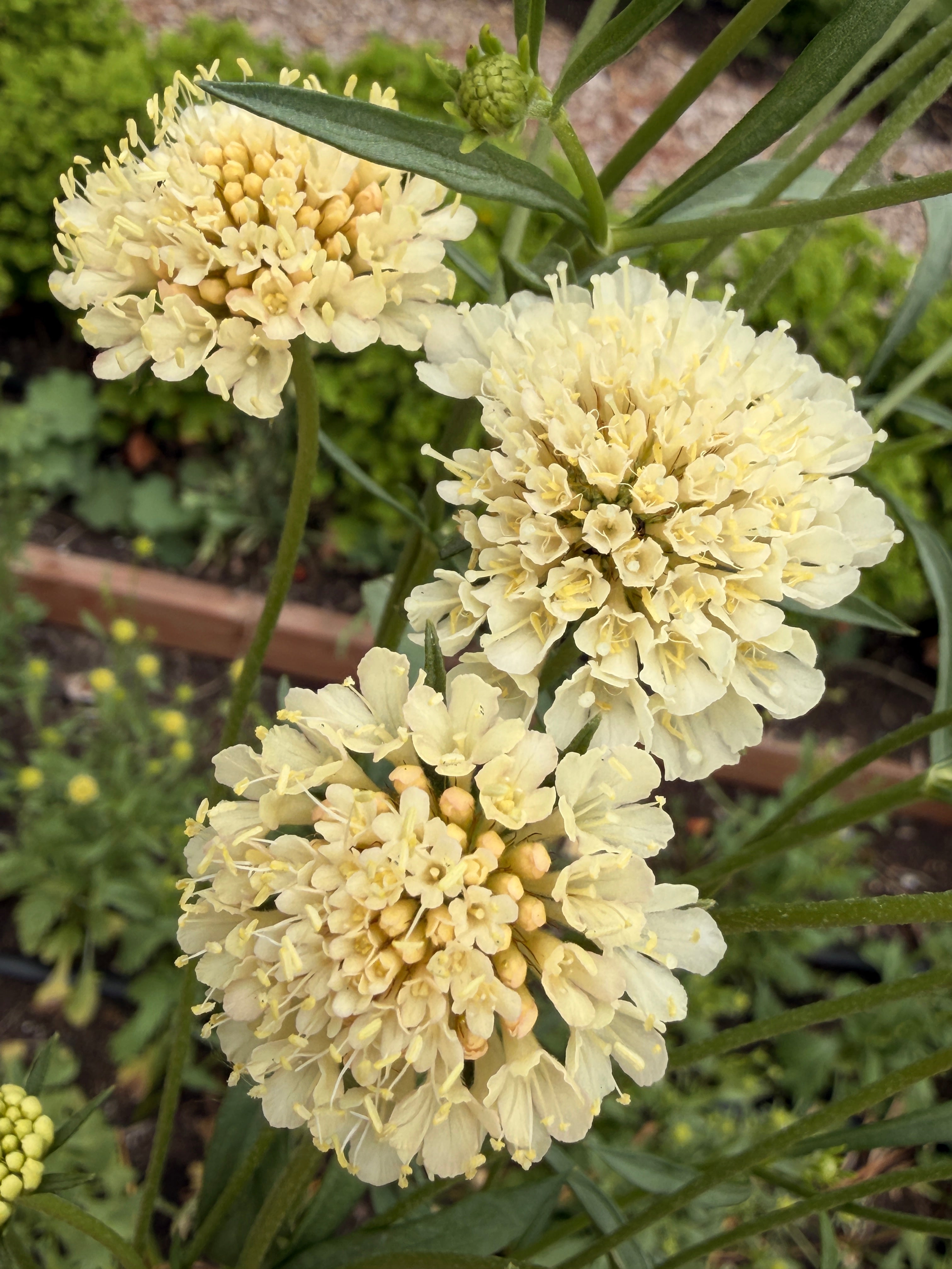 Scabiosa - Fata Morgana