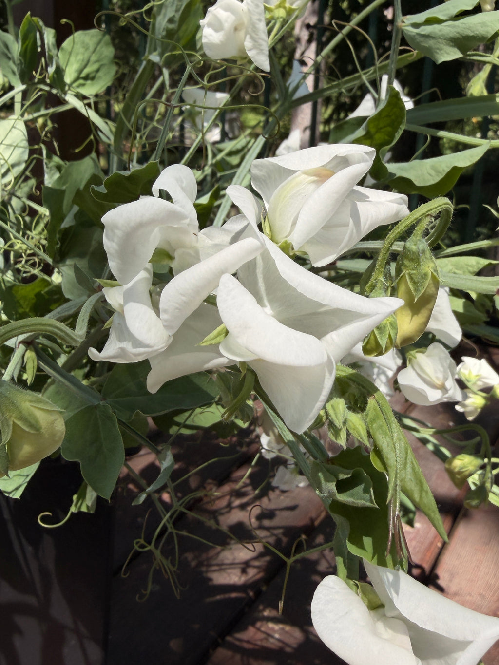 Sweet Peas - White