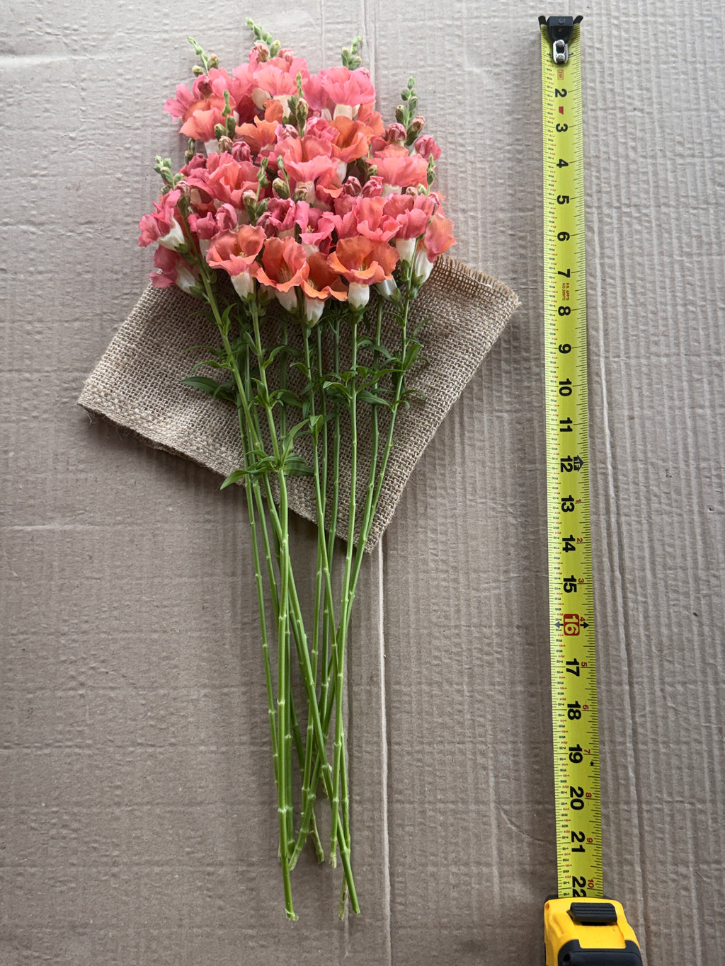 Snapdragon - Chantily Bronze