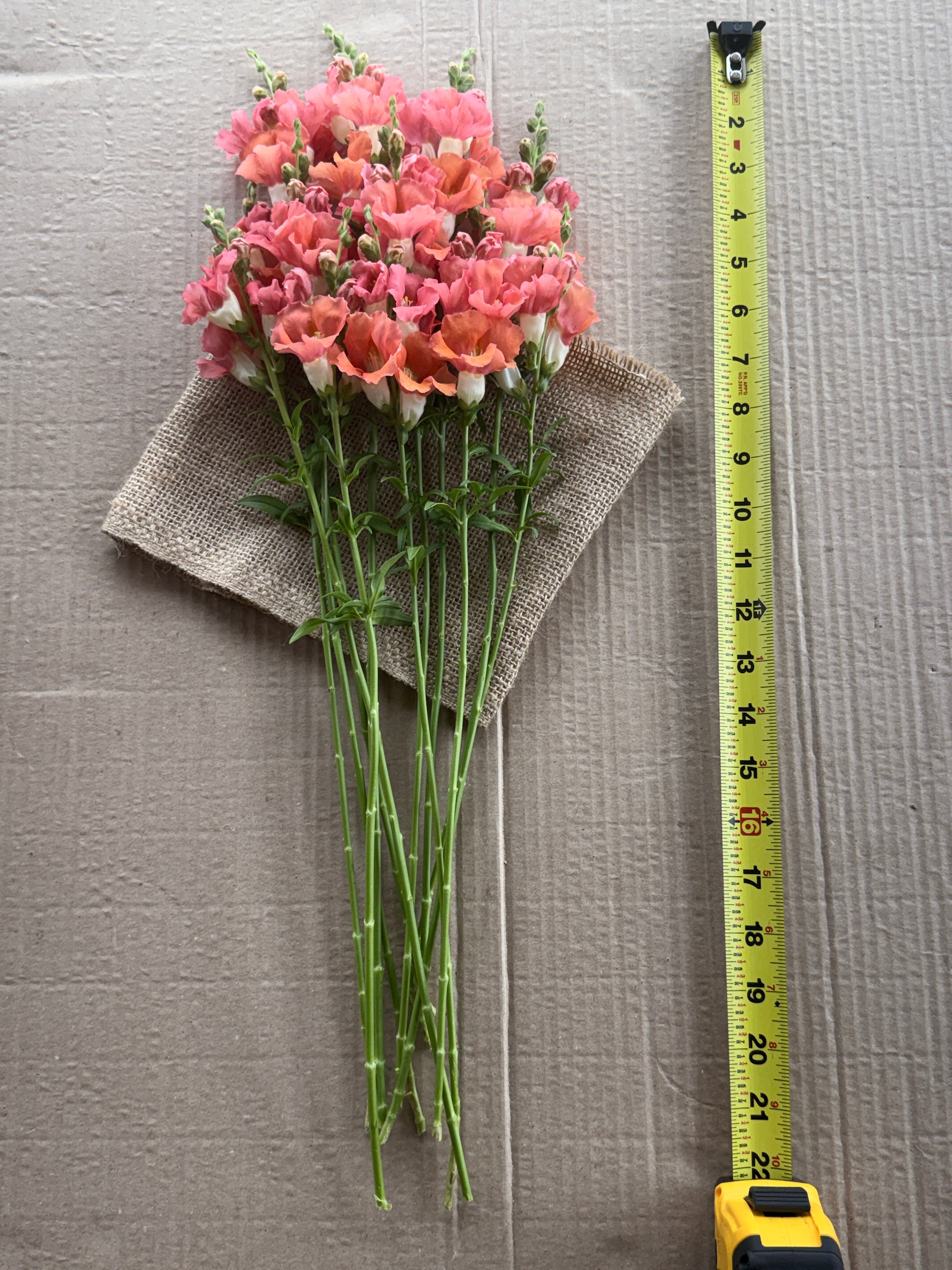 Snapdragon - Chantily Bronze
