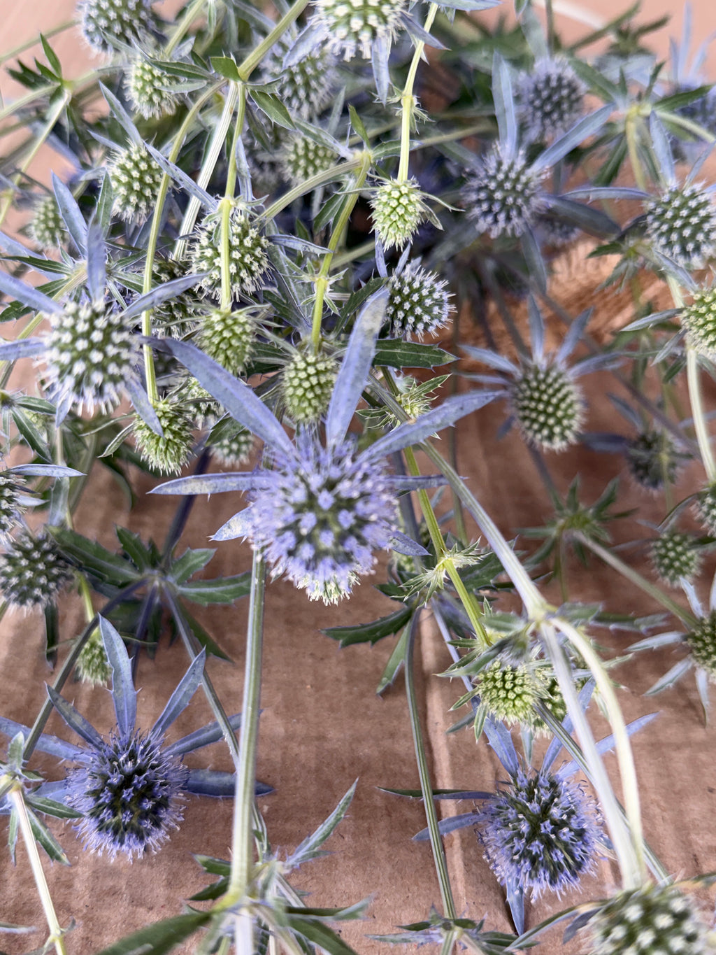 Eryngium - Blue