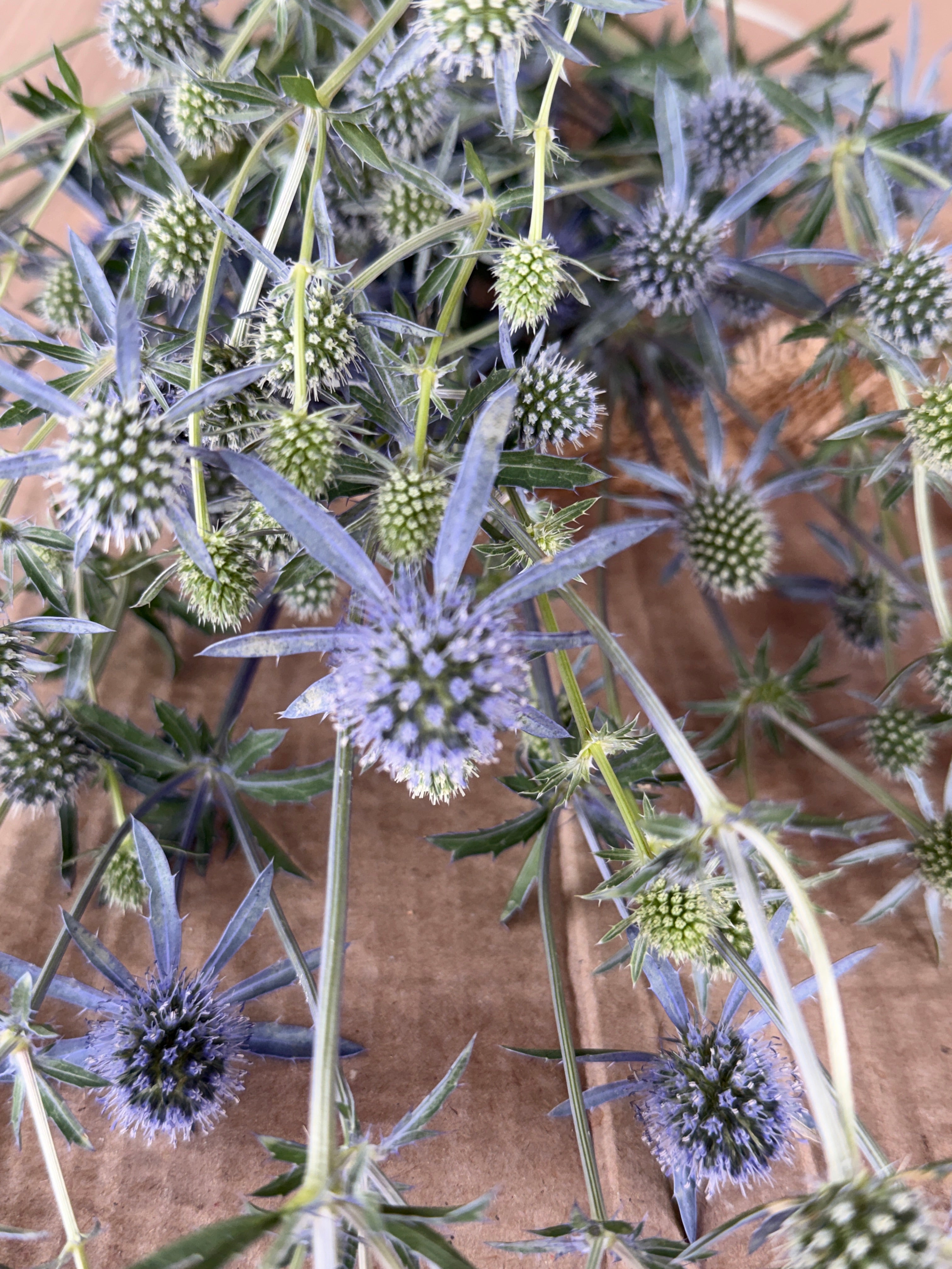 Eryngium - Blue