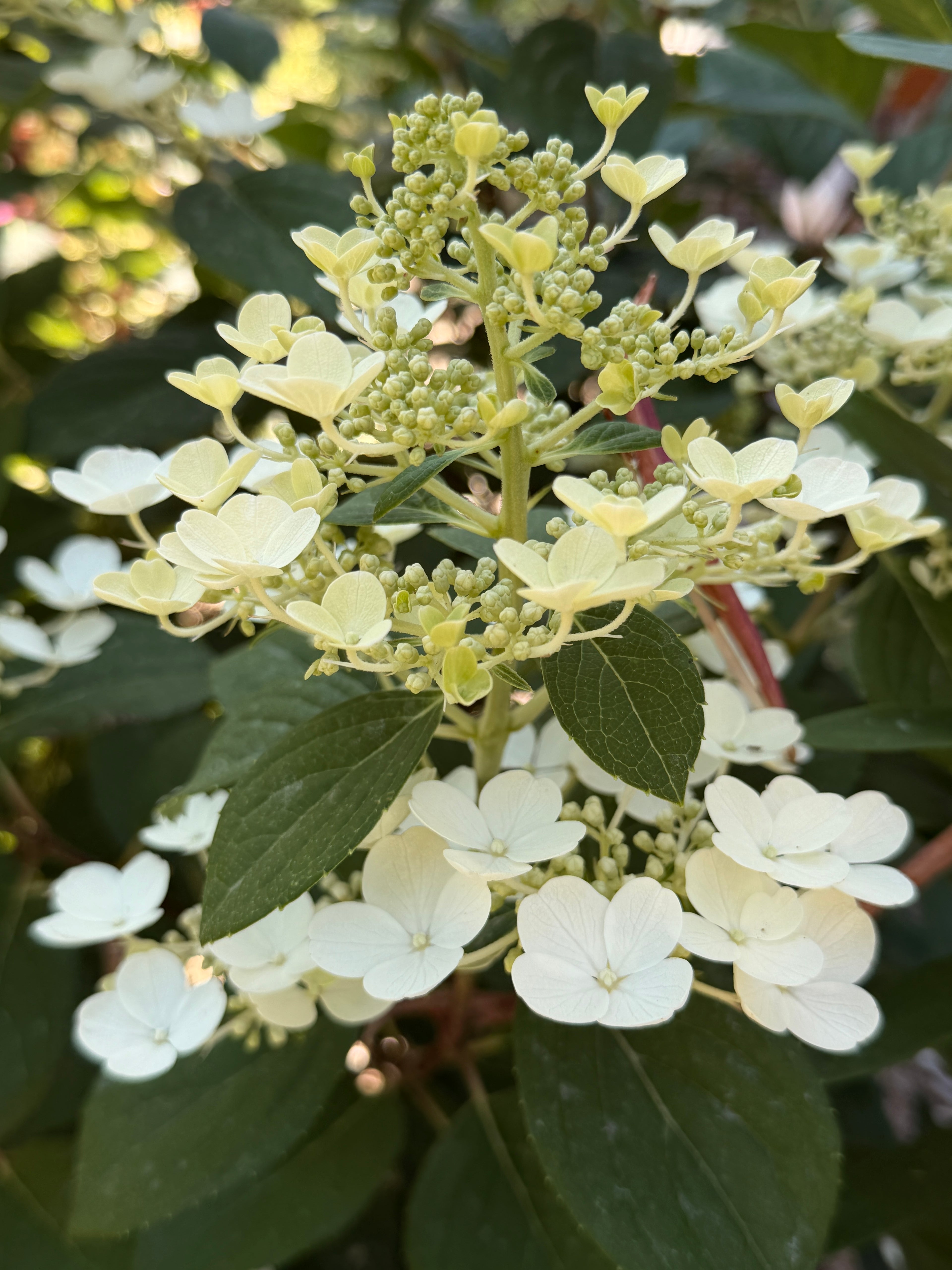 Hydrangea - Quick Fire