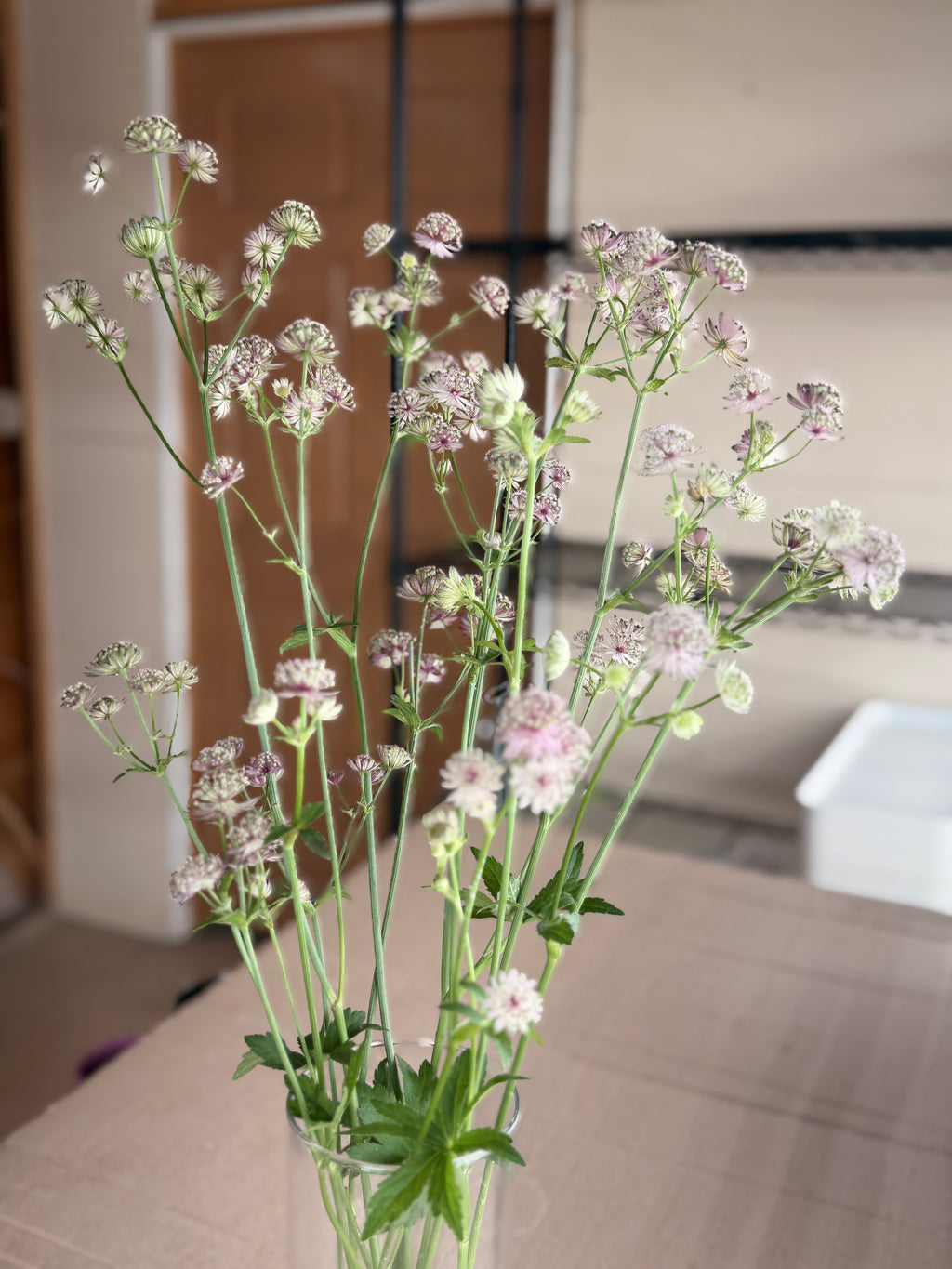 Astrantia - Pink