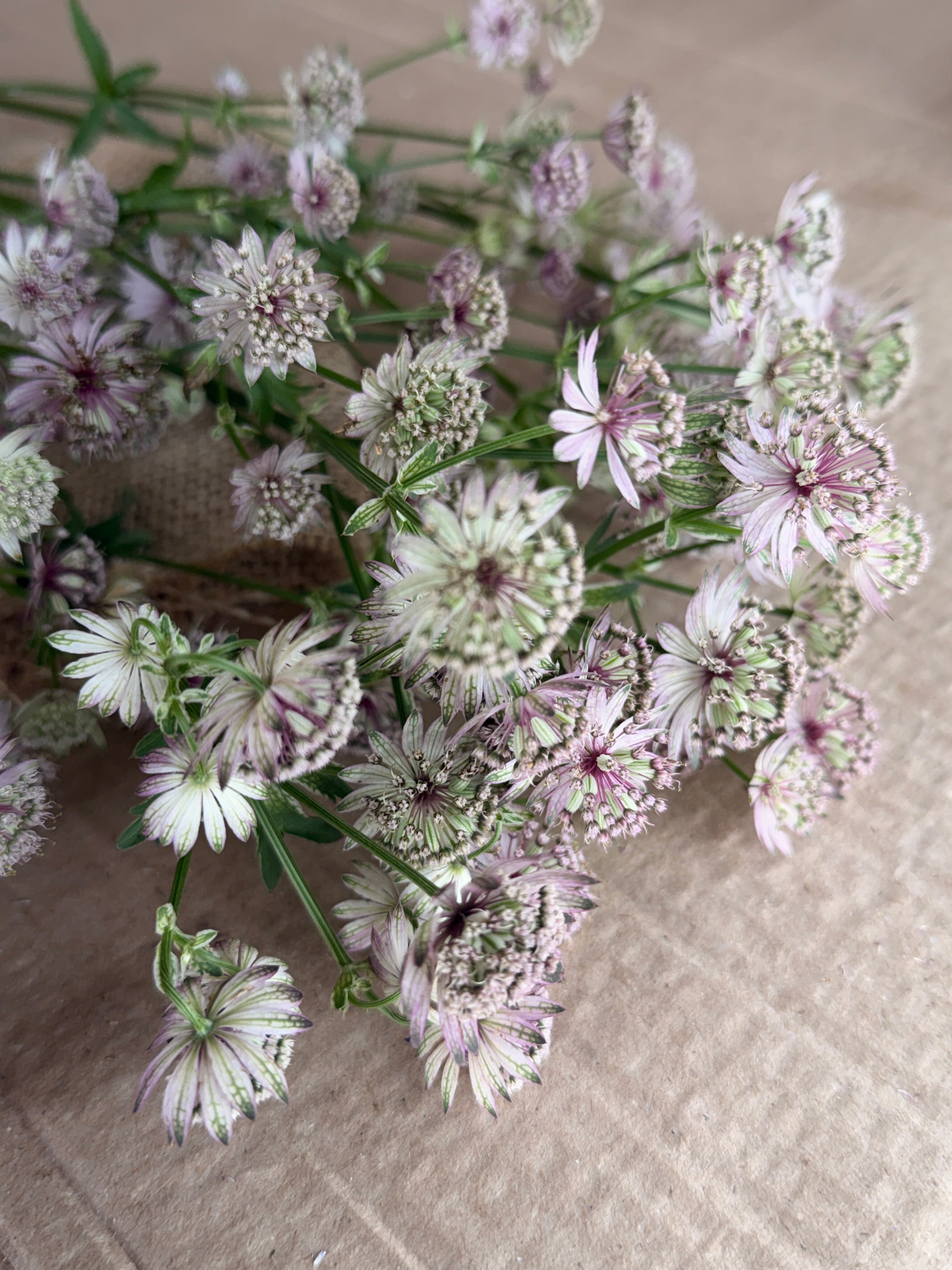 Astrantia - Pink