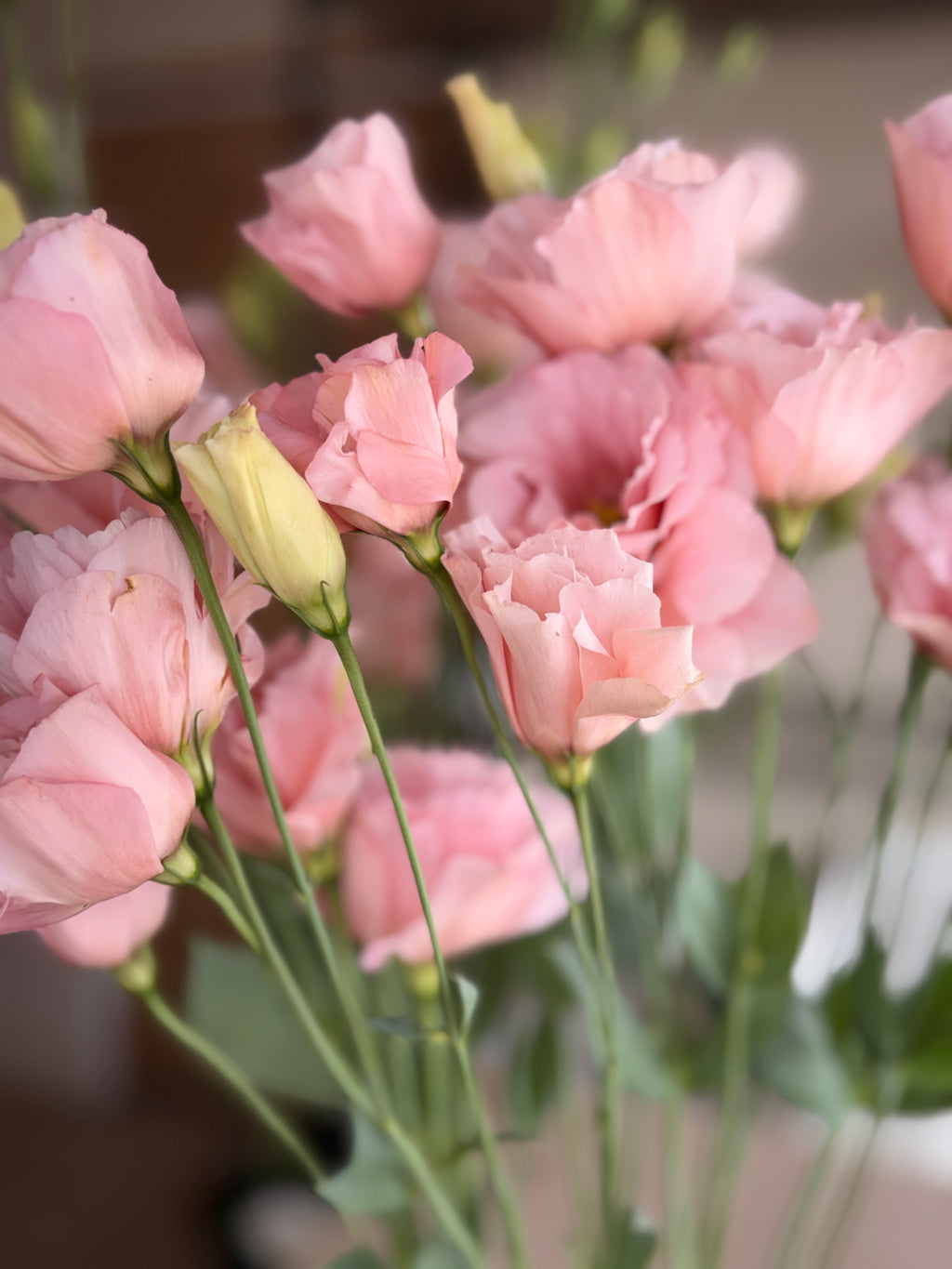Lisianthus - Peach