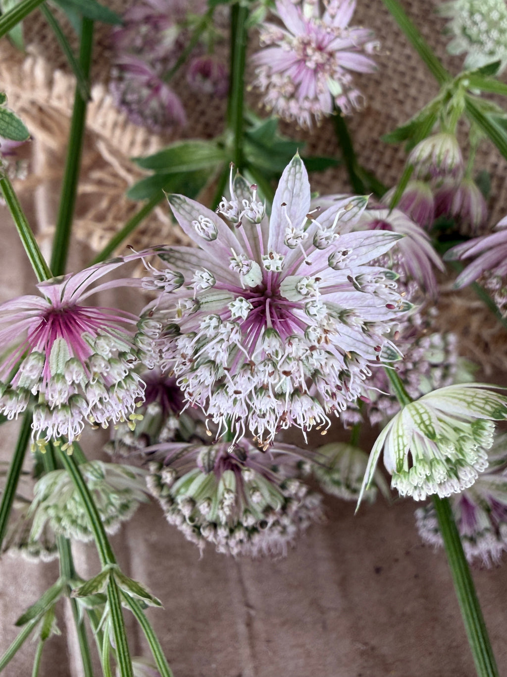Astrantia - Pink