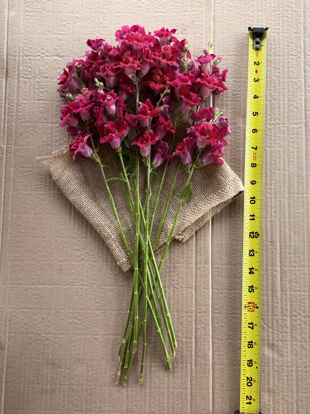 Snapdragon - Butterfly Red