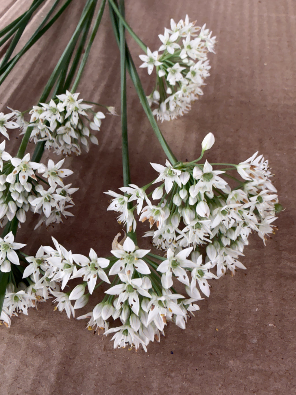 Allium - Late Summer White