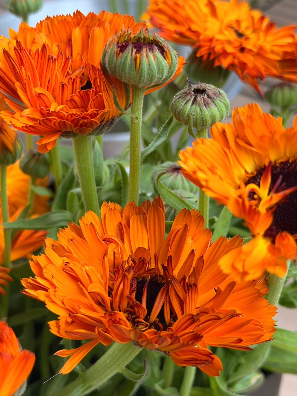 Calendula - Bronze/Orange