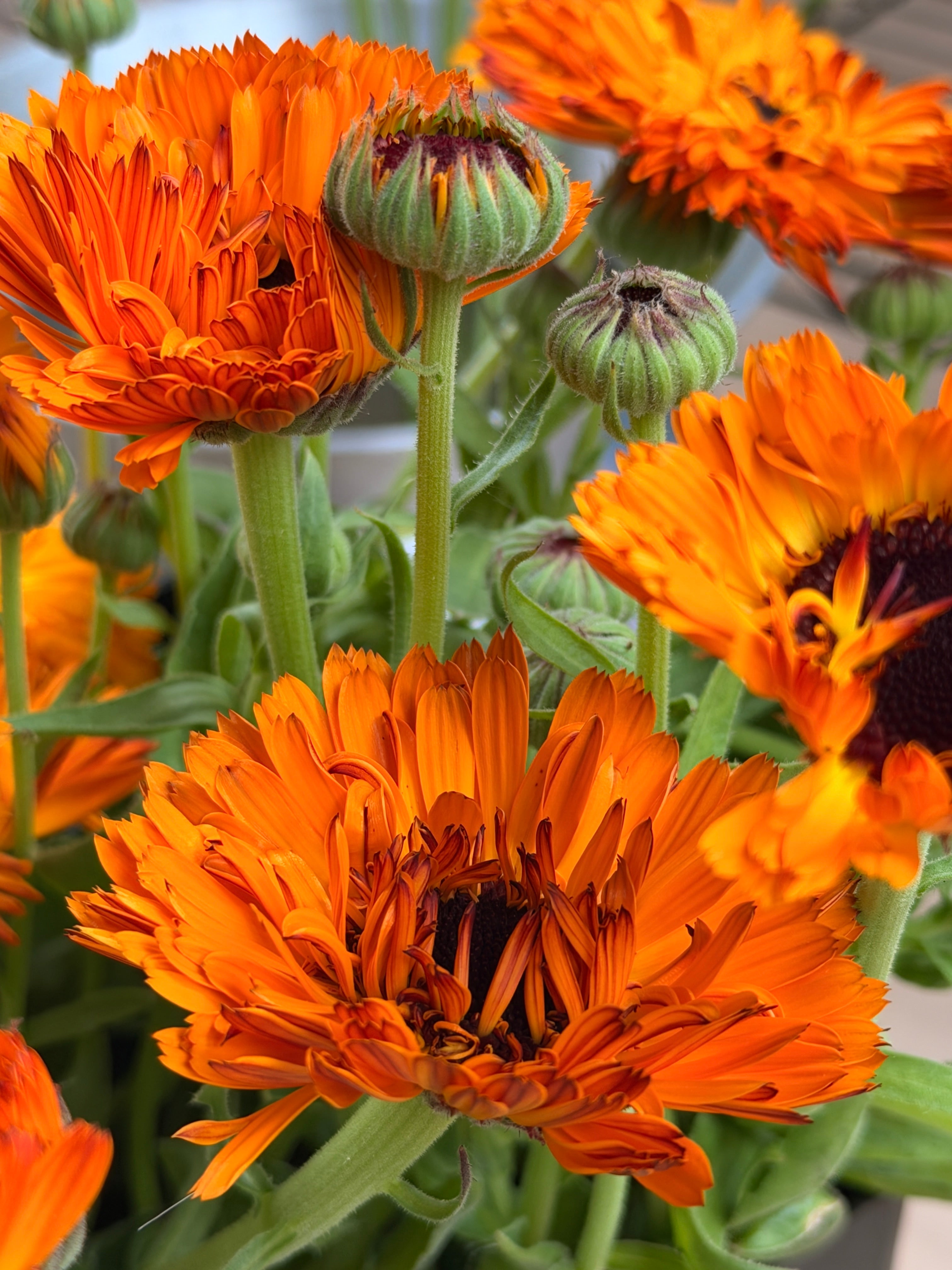 Calendula - Bronze/Orange