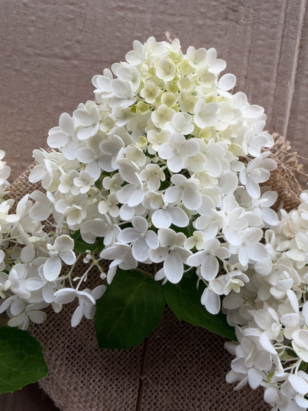 Hydrangea - Small Panicle