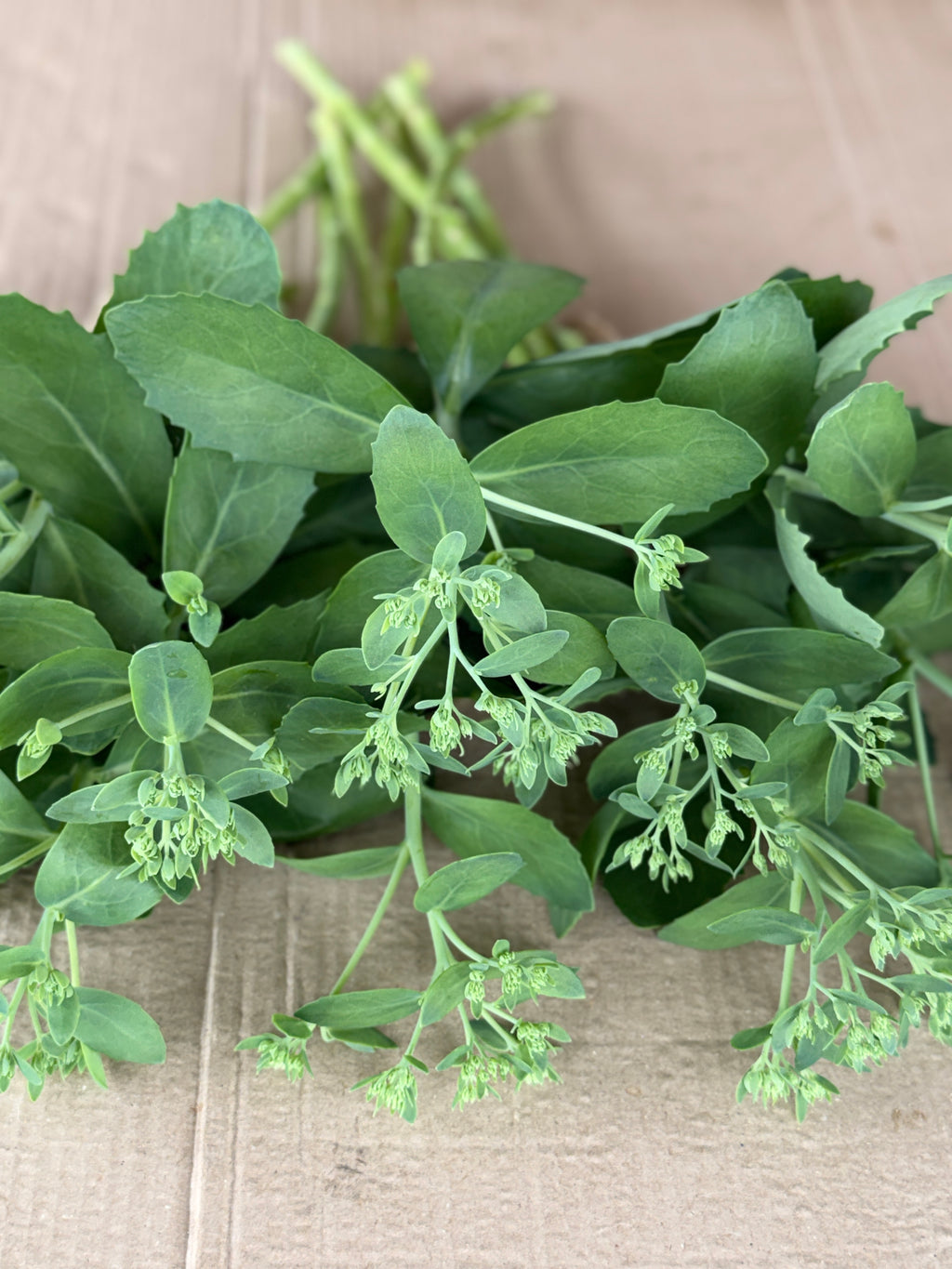 Sedum - Budded