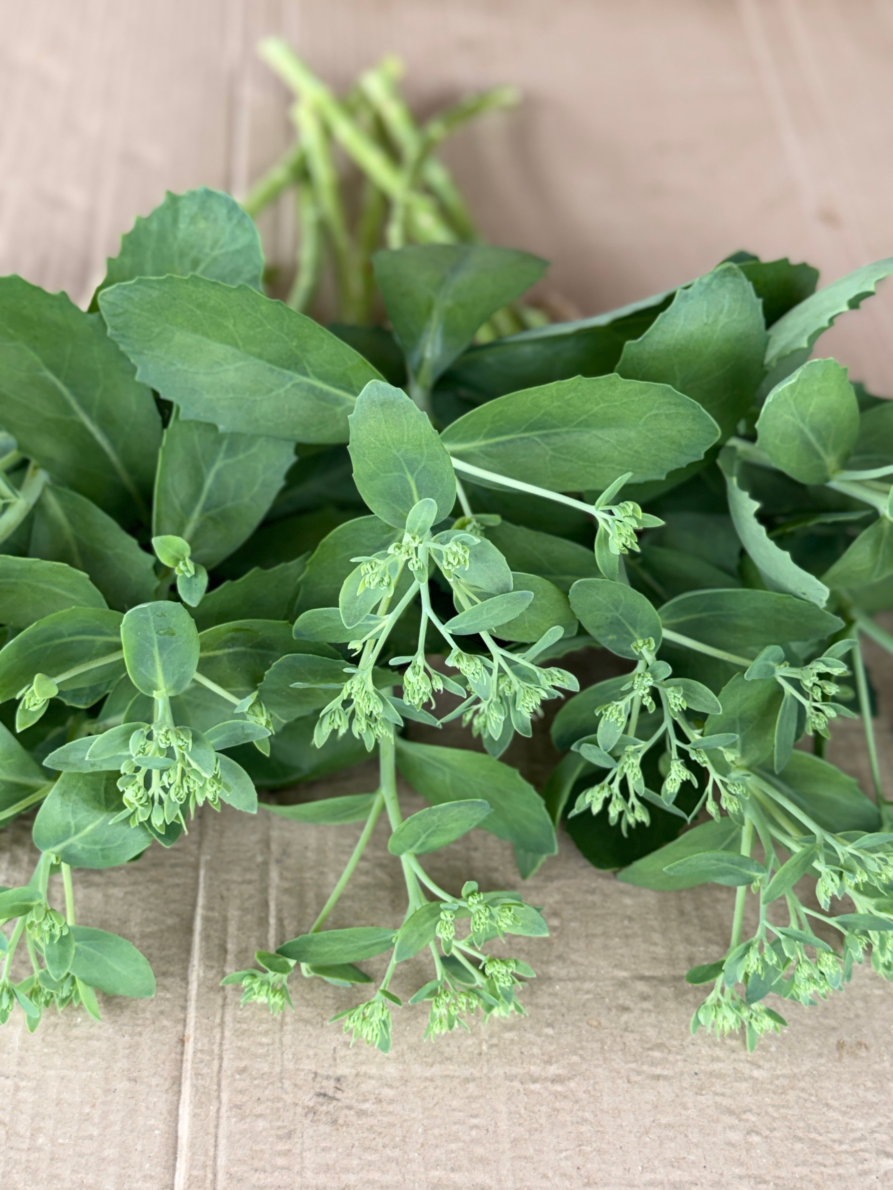 Sedum - Budded