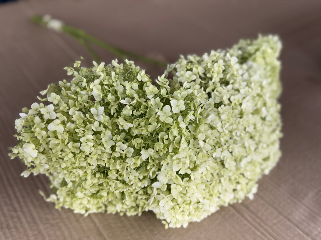 Hydrangea - Large White