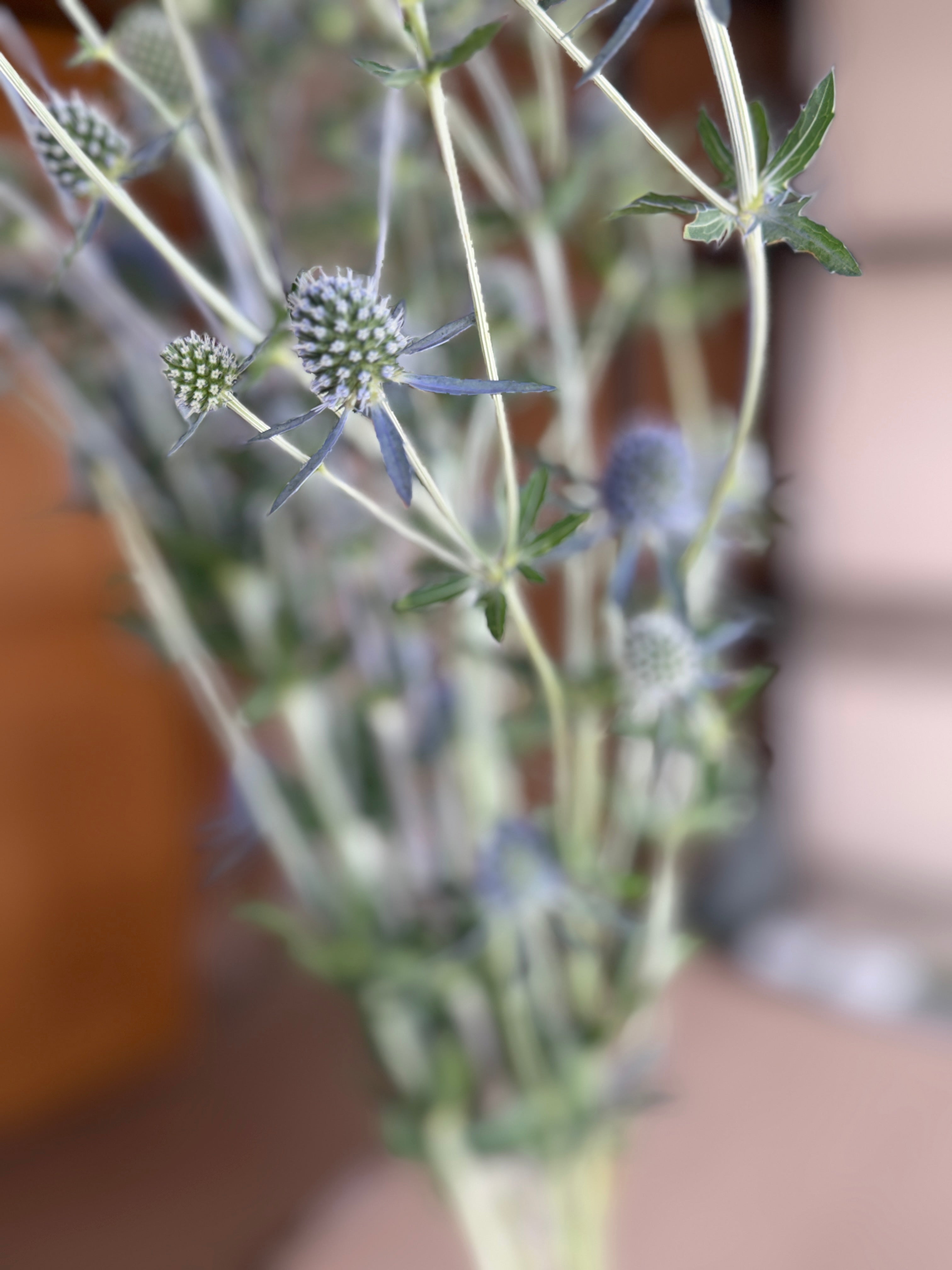Eryngium - Blue