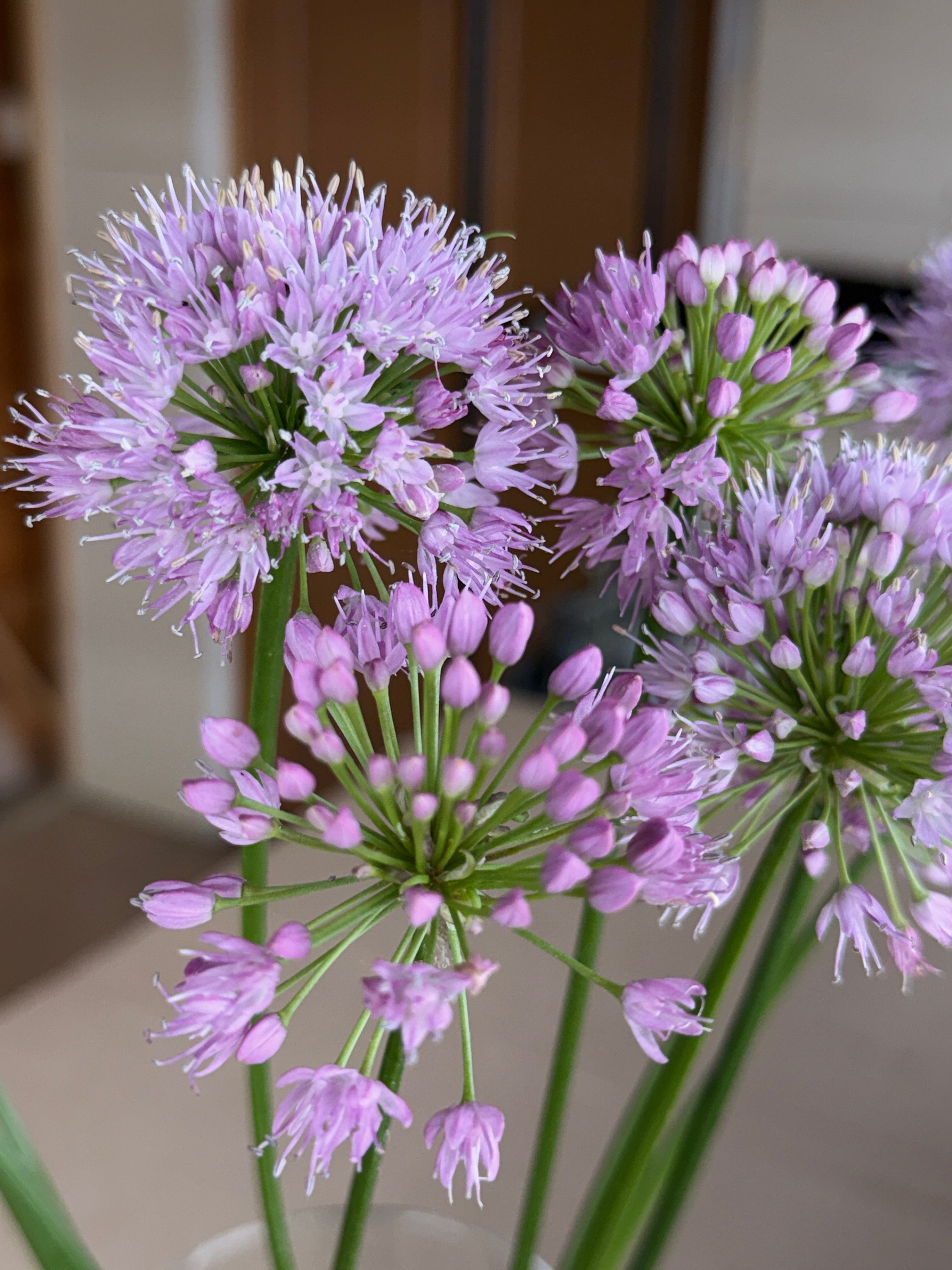 Allium - Millennium