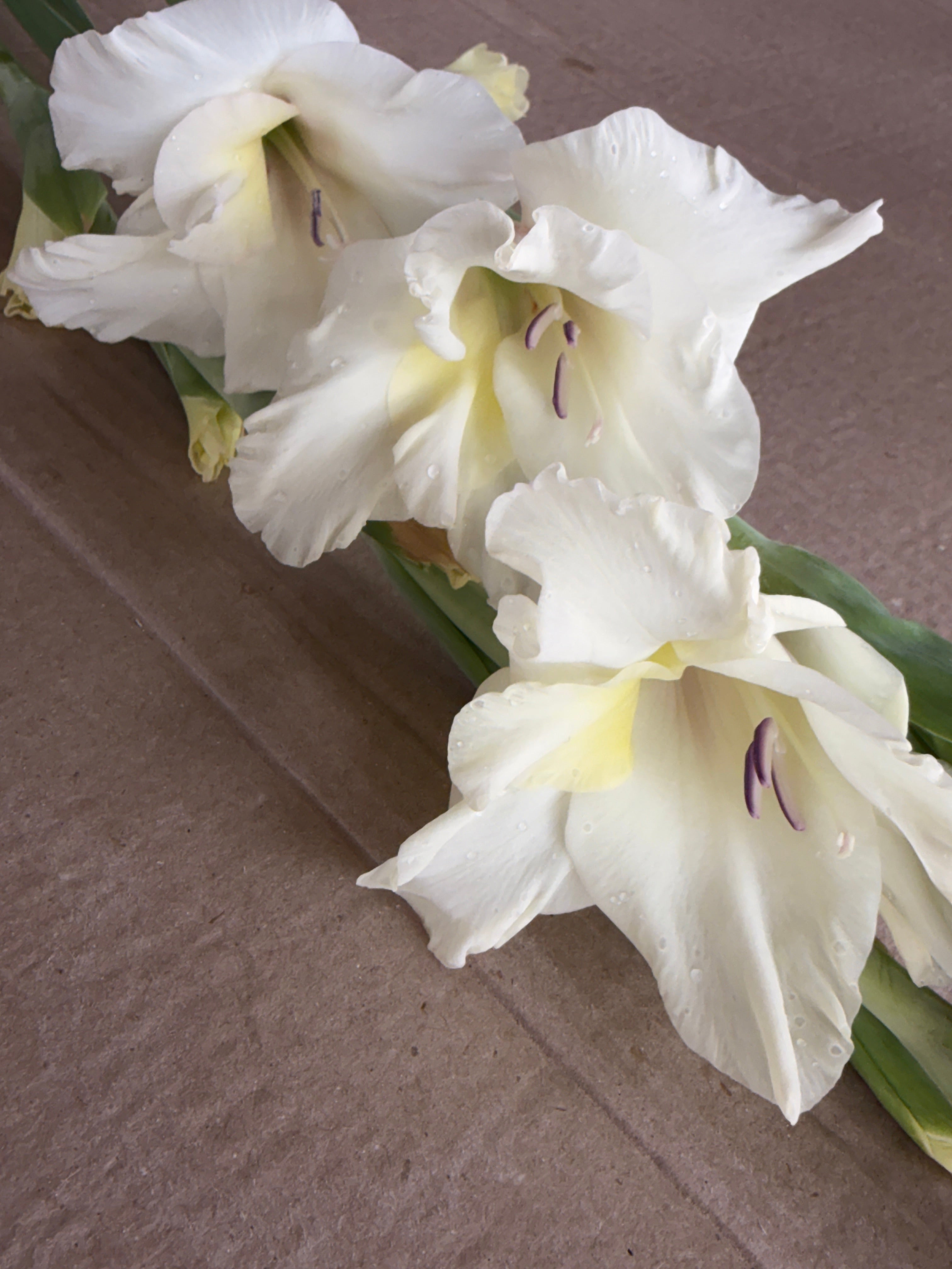 Gladiolus - Ivory Priscilla