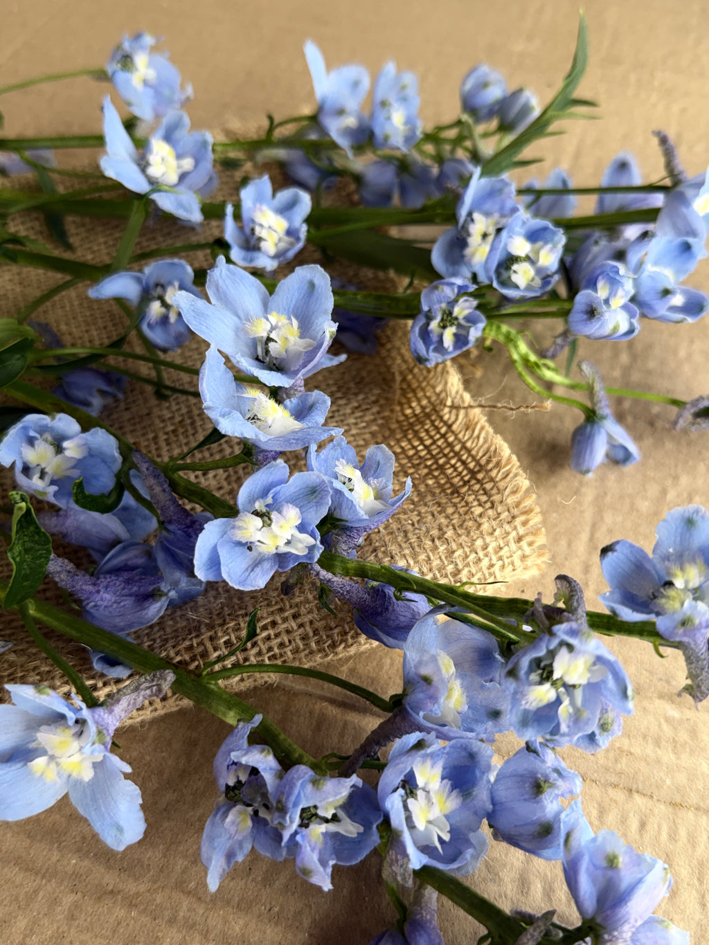 Delphinium - Light Blue