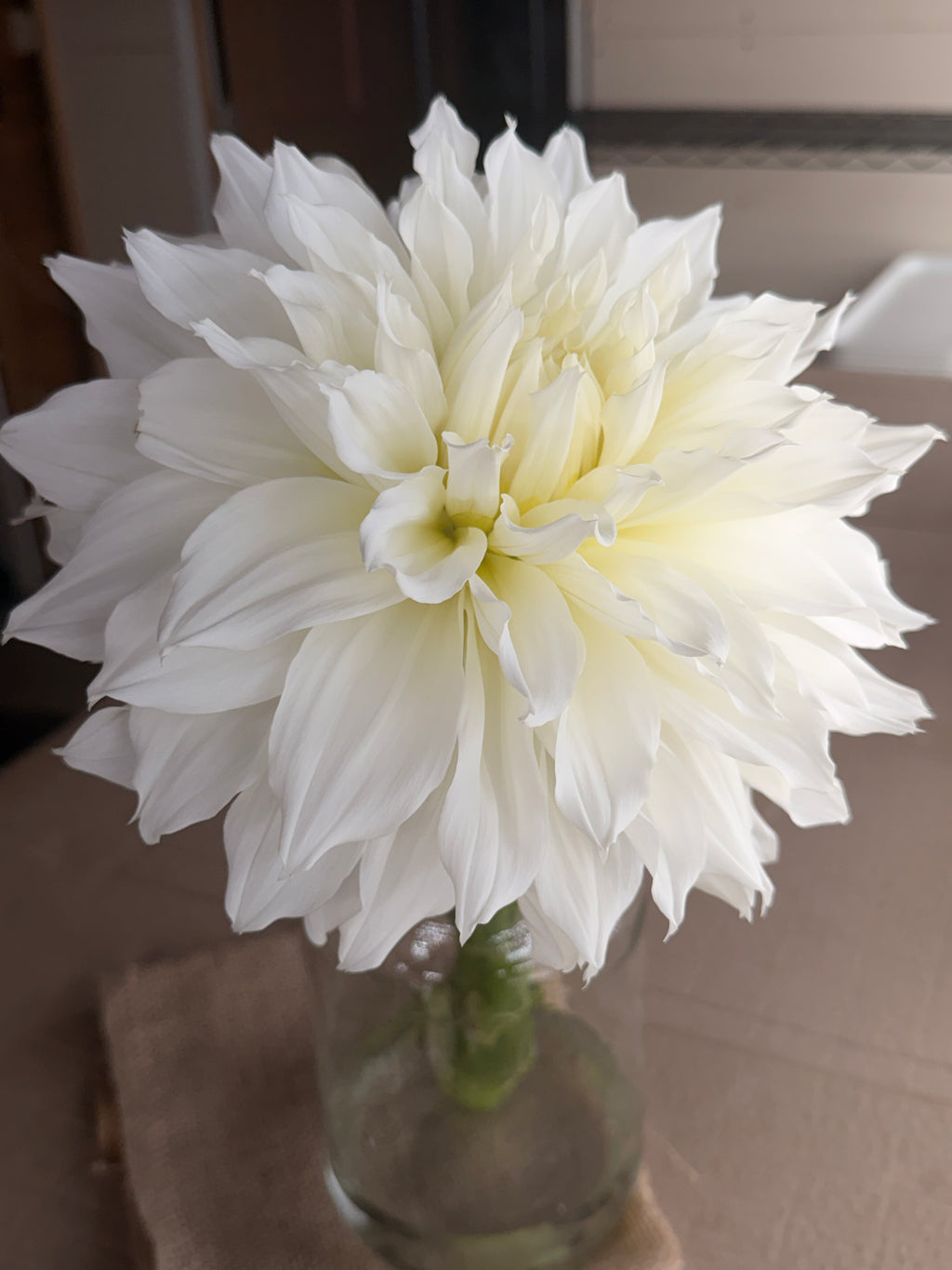 Dahlia - Fleurel