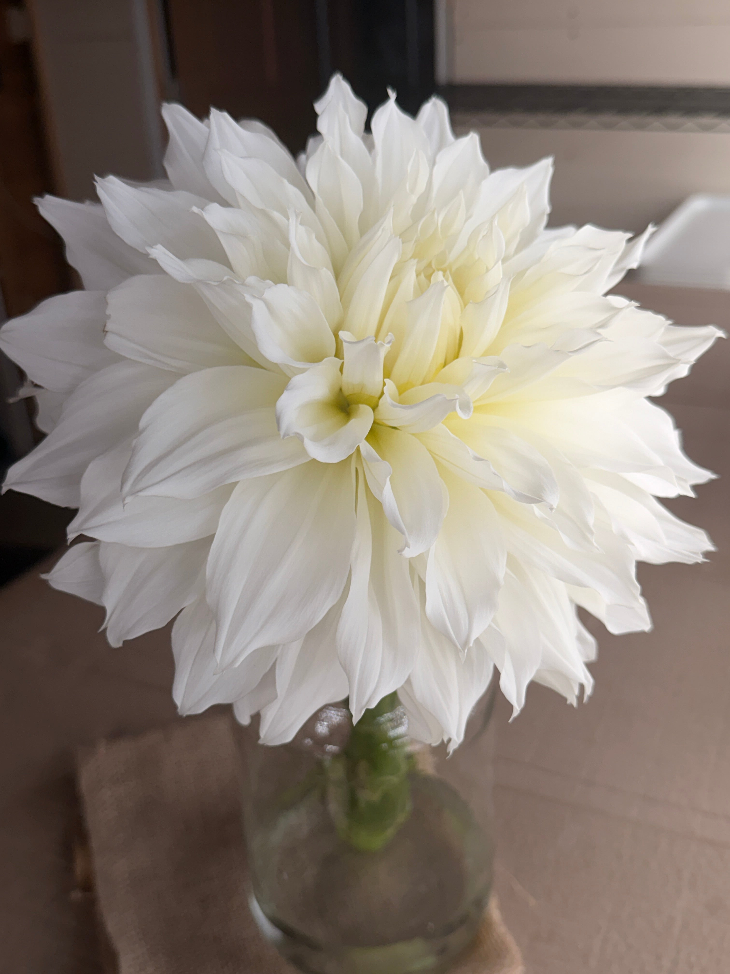 Dahlia - Fleurel