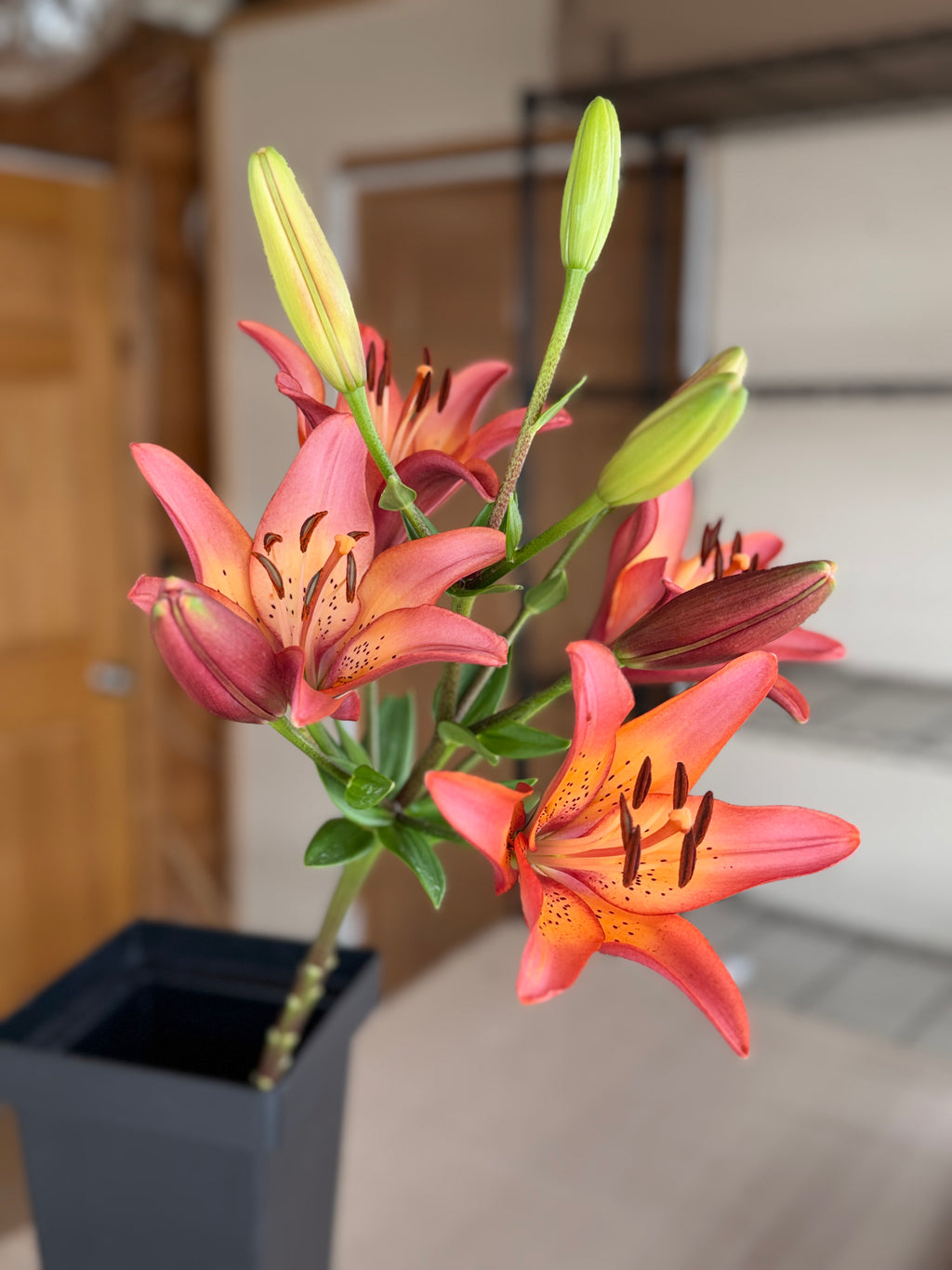 Lily - Royal Sunset