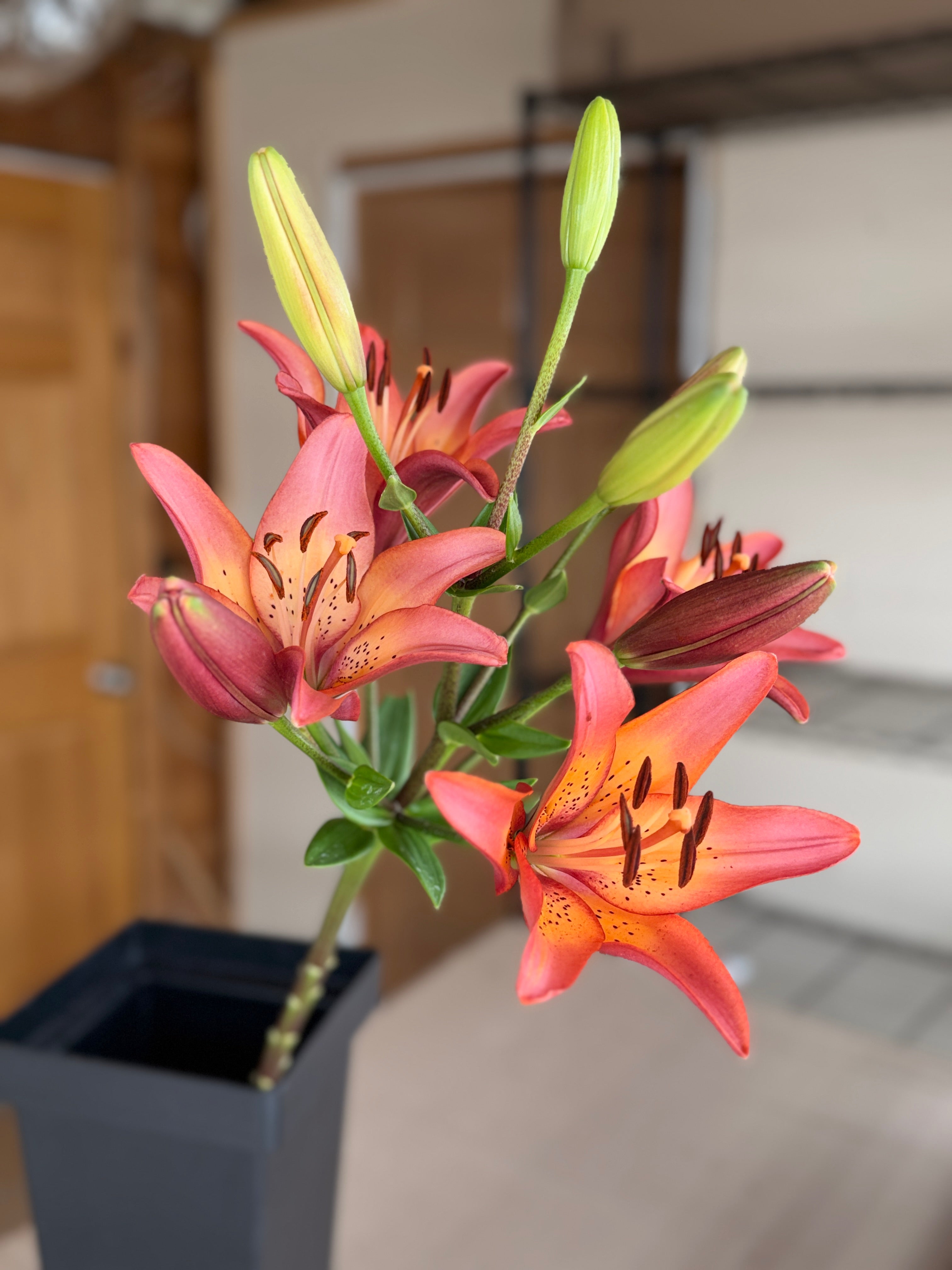Lily - Royal Sunset