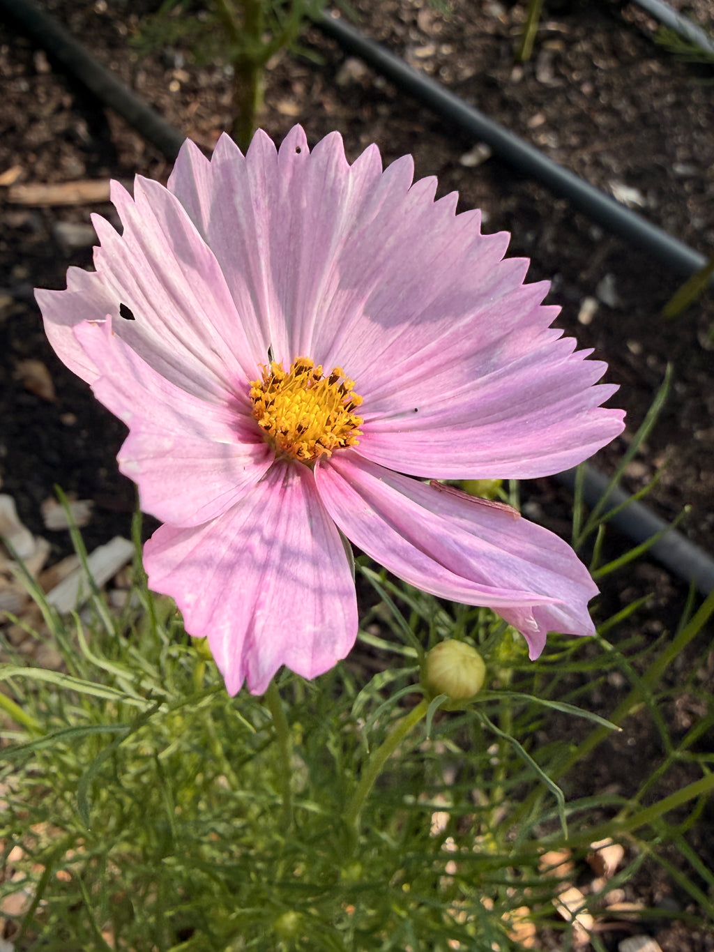 Cosmos - Cupcakes Blush