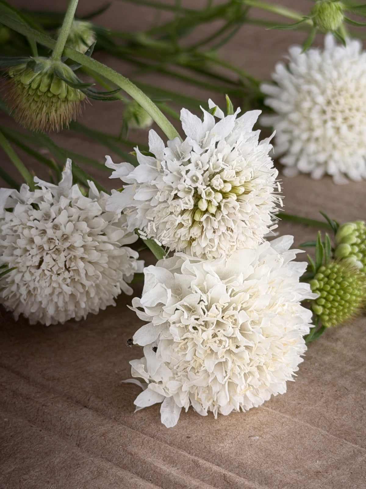 Scabiosa - White