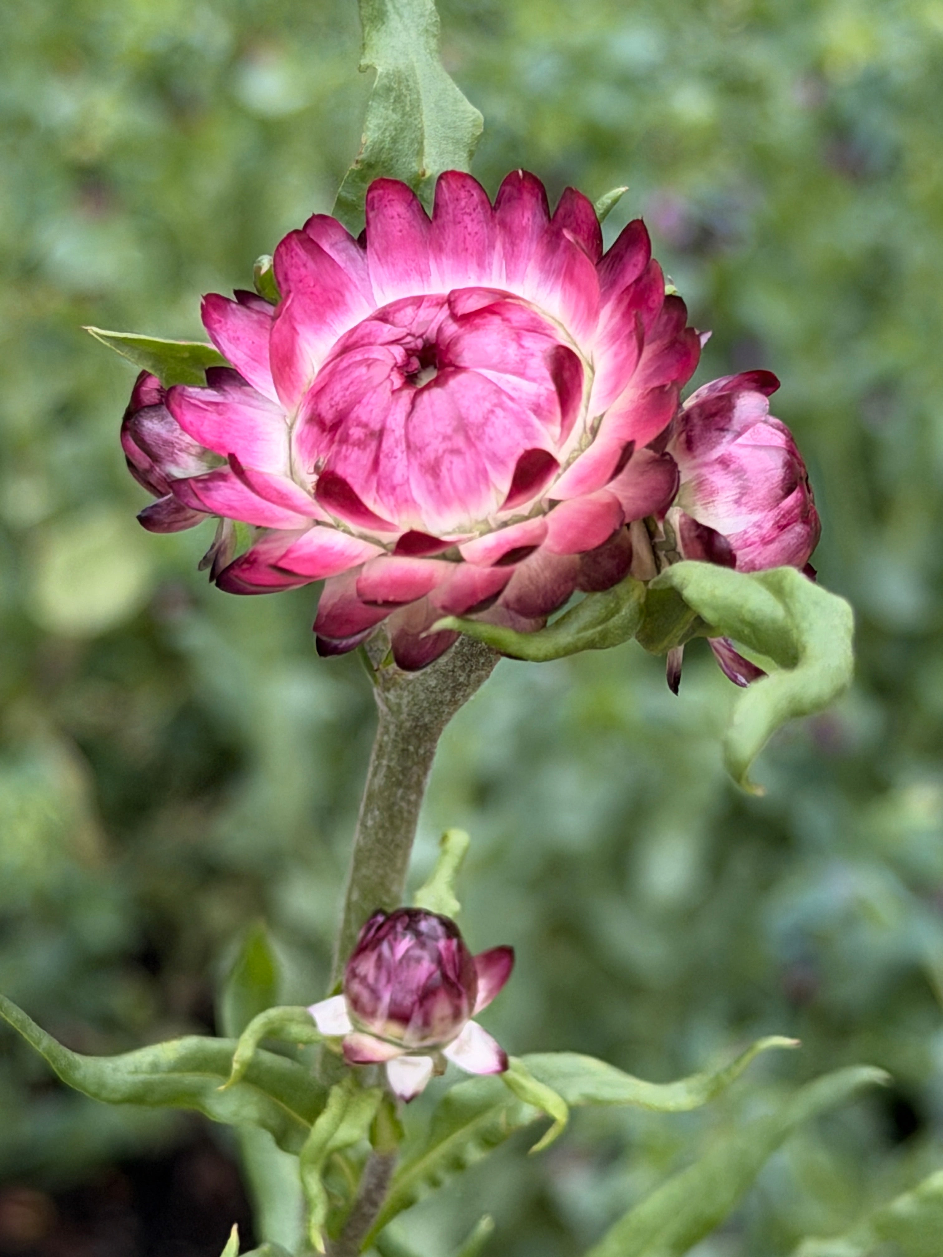 Strawflower - Cranberry Rose