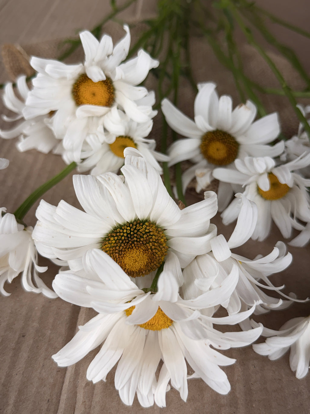 Daisy - Tall Alaska